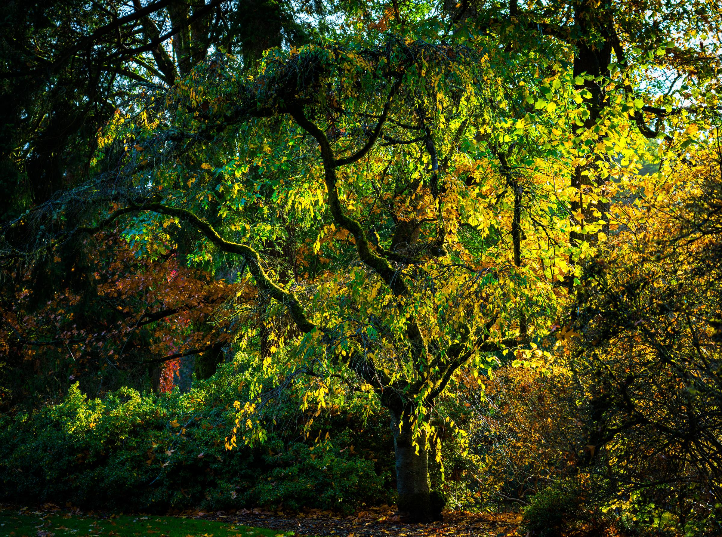 Sunlit Tree in Forest Seattle Washington United States