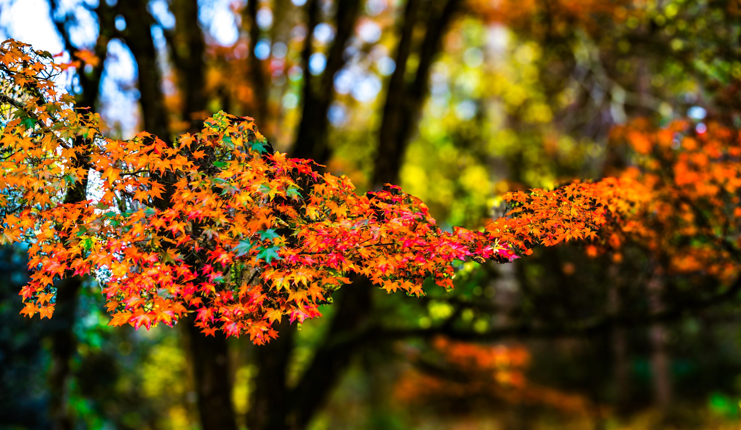 Autumn foliage in a forest Seattle Washington United States