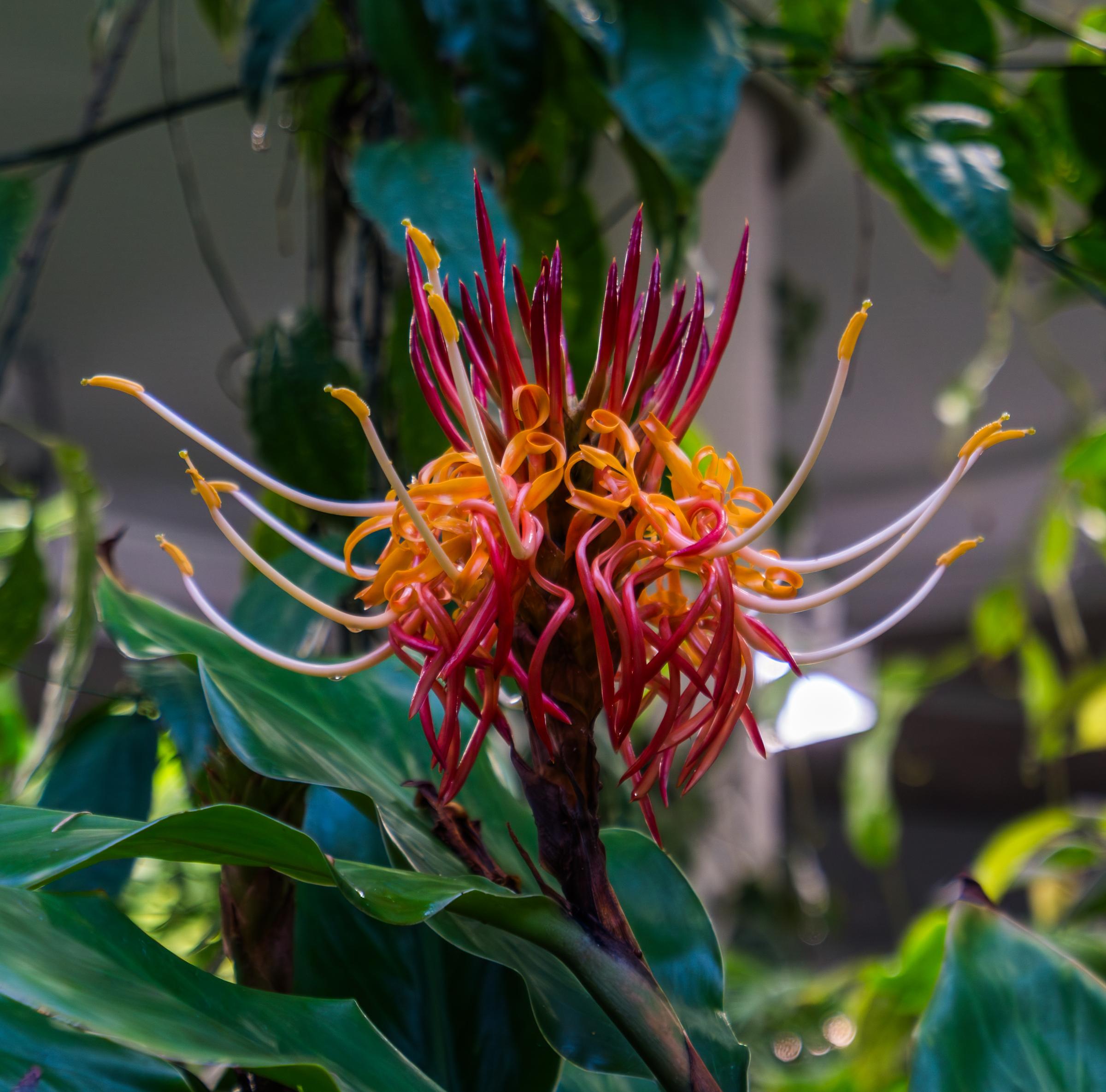 Vibrant flower in a greenhouse Seattle Washington United States