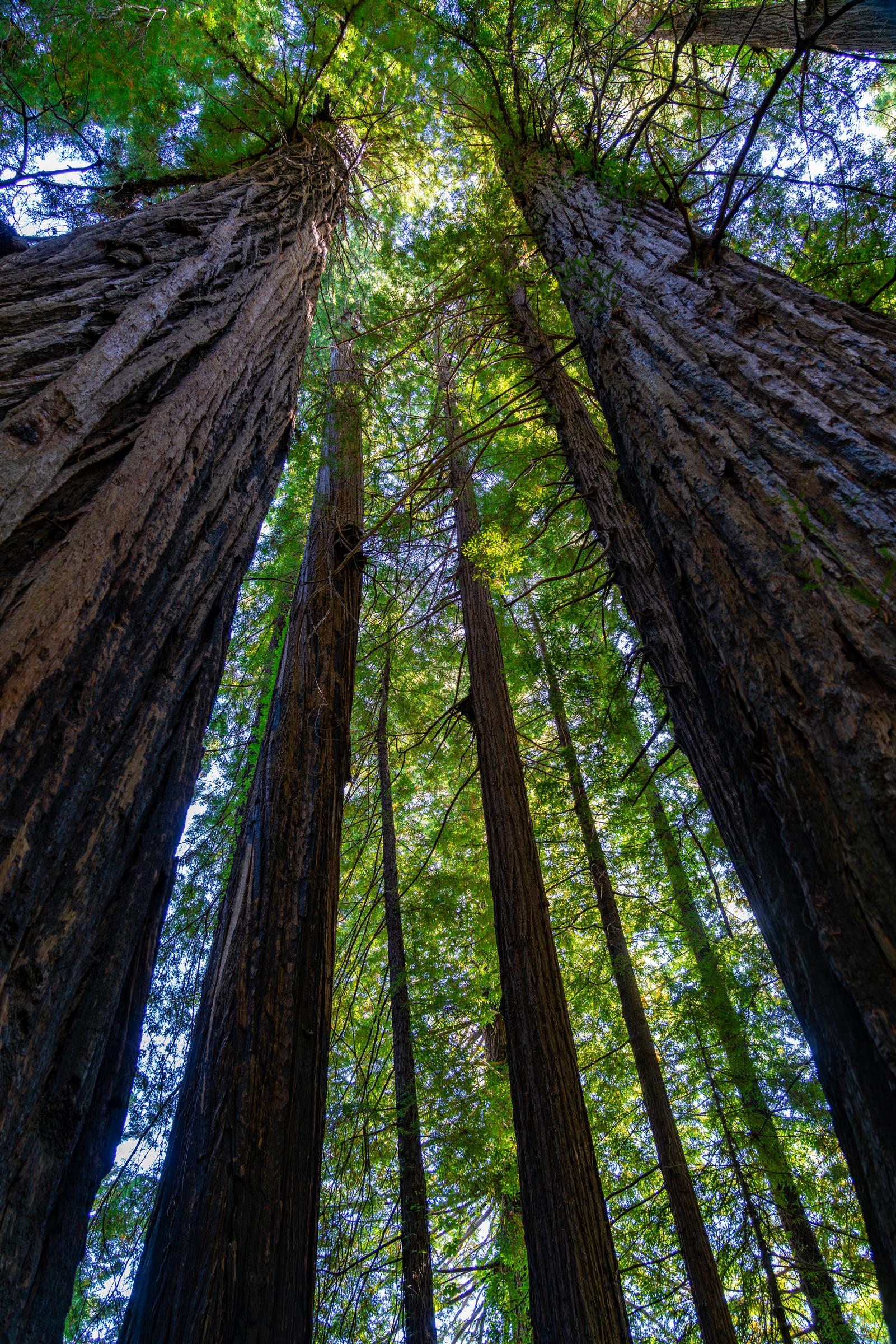 Towering Redwoods Redwood Trees California United States