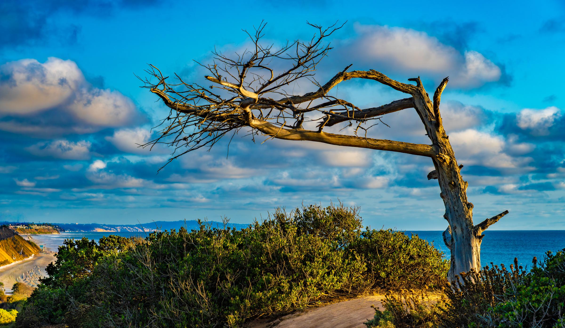 Dead Tree on Coastal Cliff Carlsbad California United States