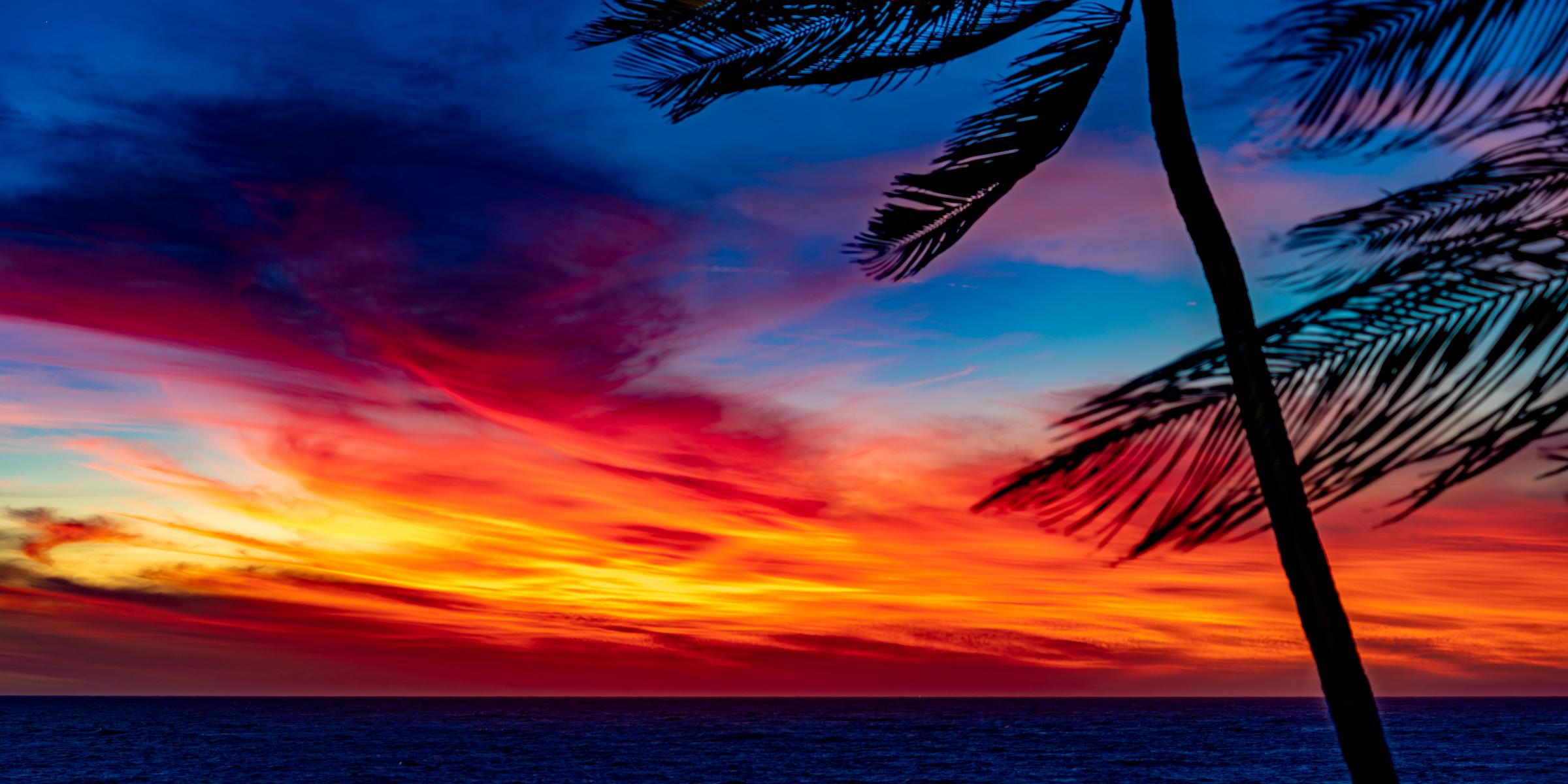 Palm Tree Silhouette at Sunset Mazatlan Sinaloa Mexico