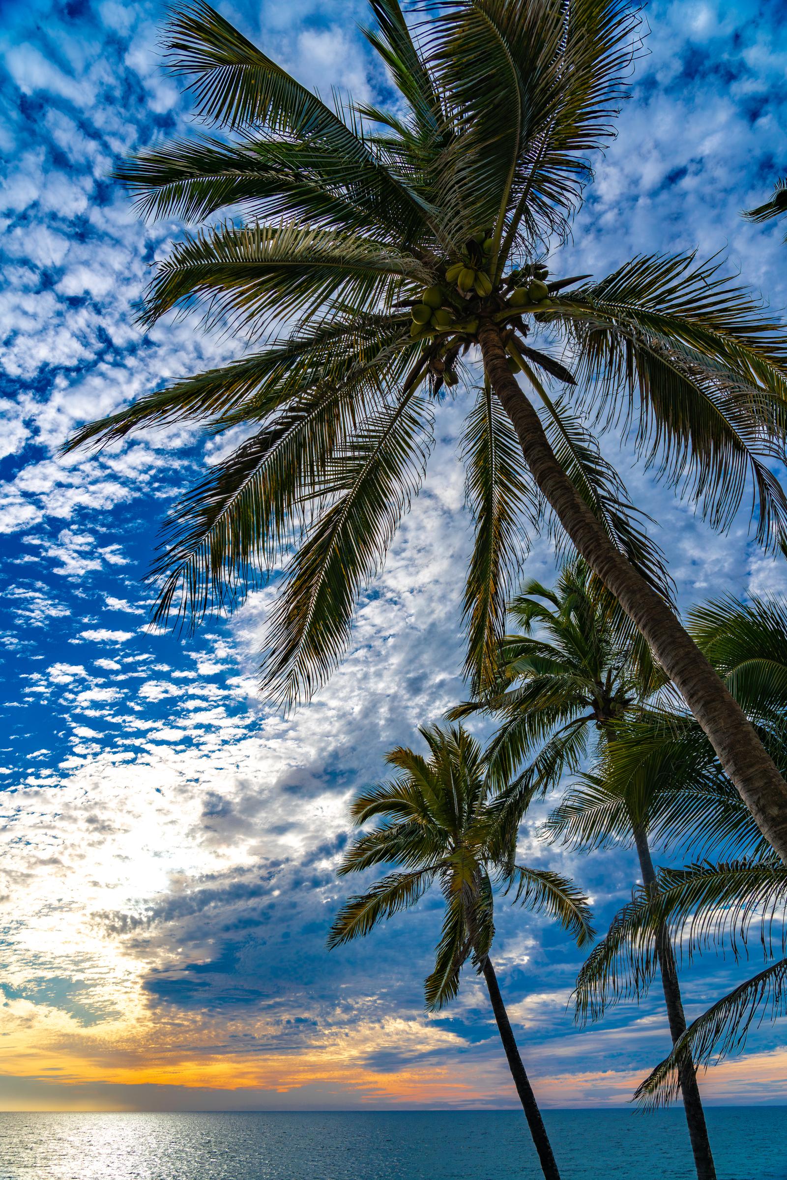 Palms and Clouds Near Sunset