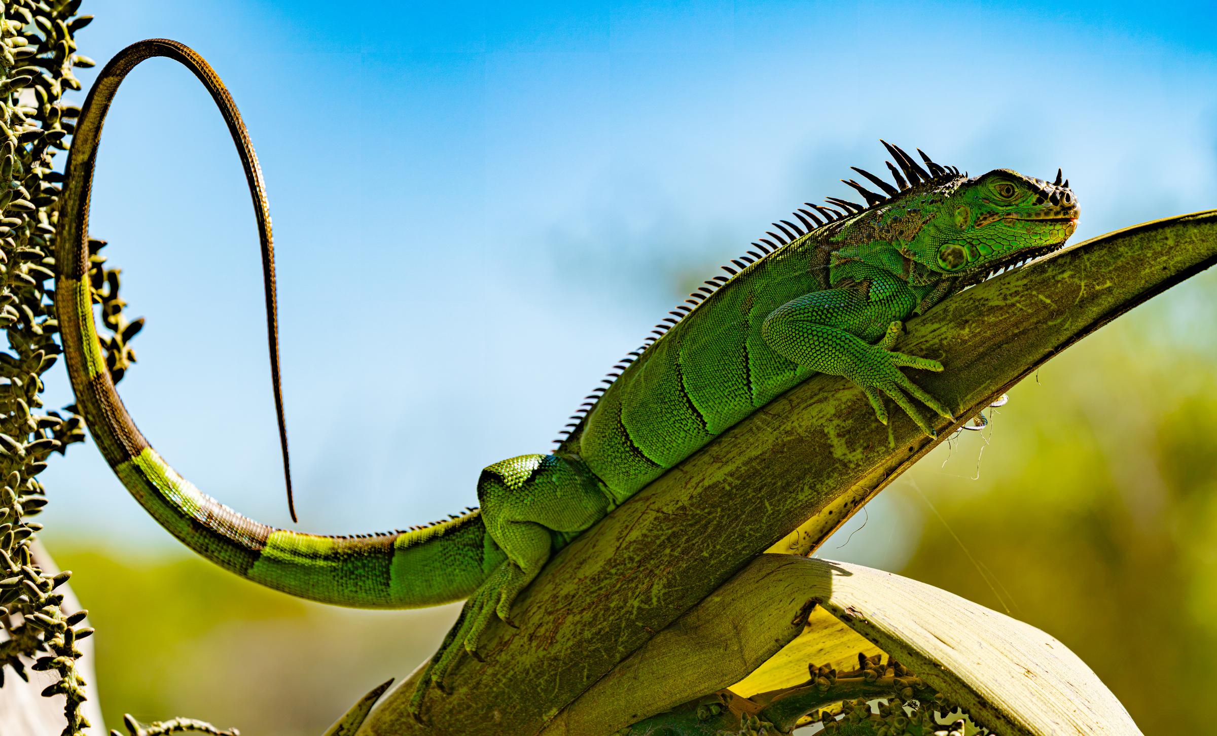 Green Iguana Perched on Leaf Mazatlan Sinaloa Mexico