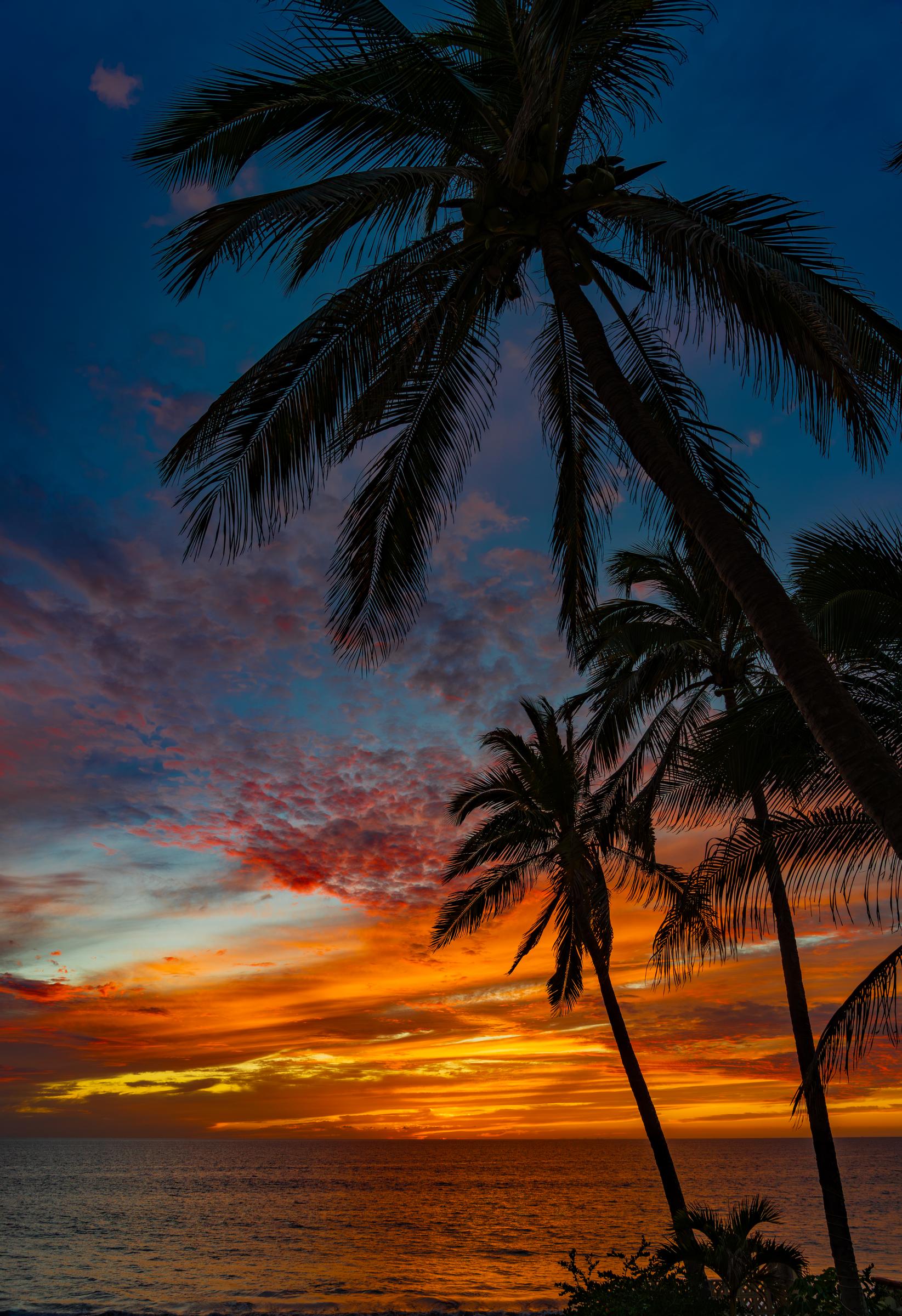 Palm Trees Silhouetted Against a Sunset Mazatlan Sinaloa Mexico
