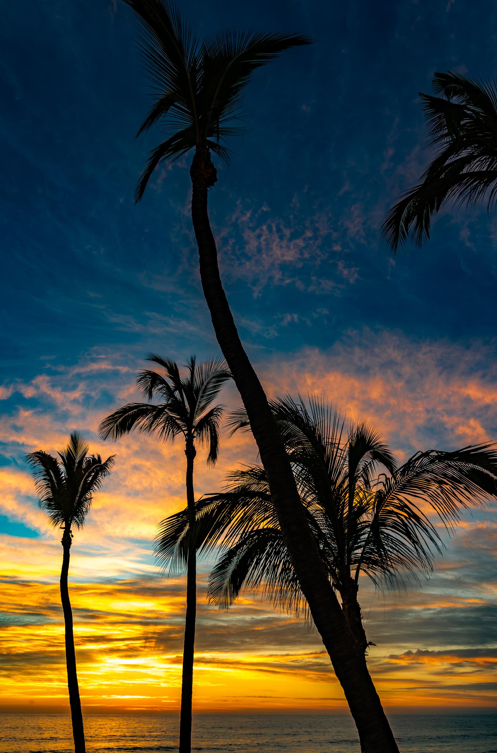 Palm Trees Silhouetted Against a Sunset Mazatlan Sinaloa Mexico - 2