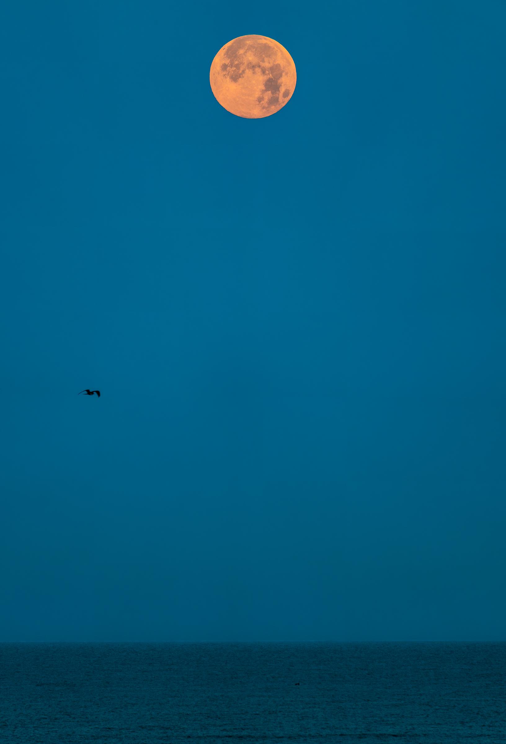 Moon over the Ocean Mazatlan Sinaloa Mexico