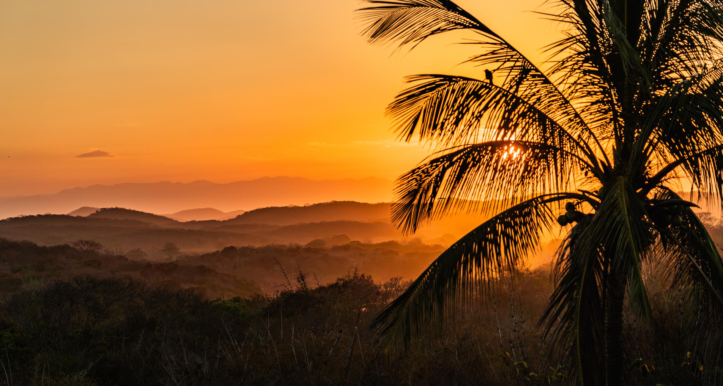 Palm Tree Silhouette at Sunset Mazatlan Sinaloa Mexico - 2