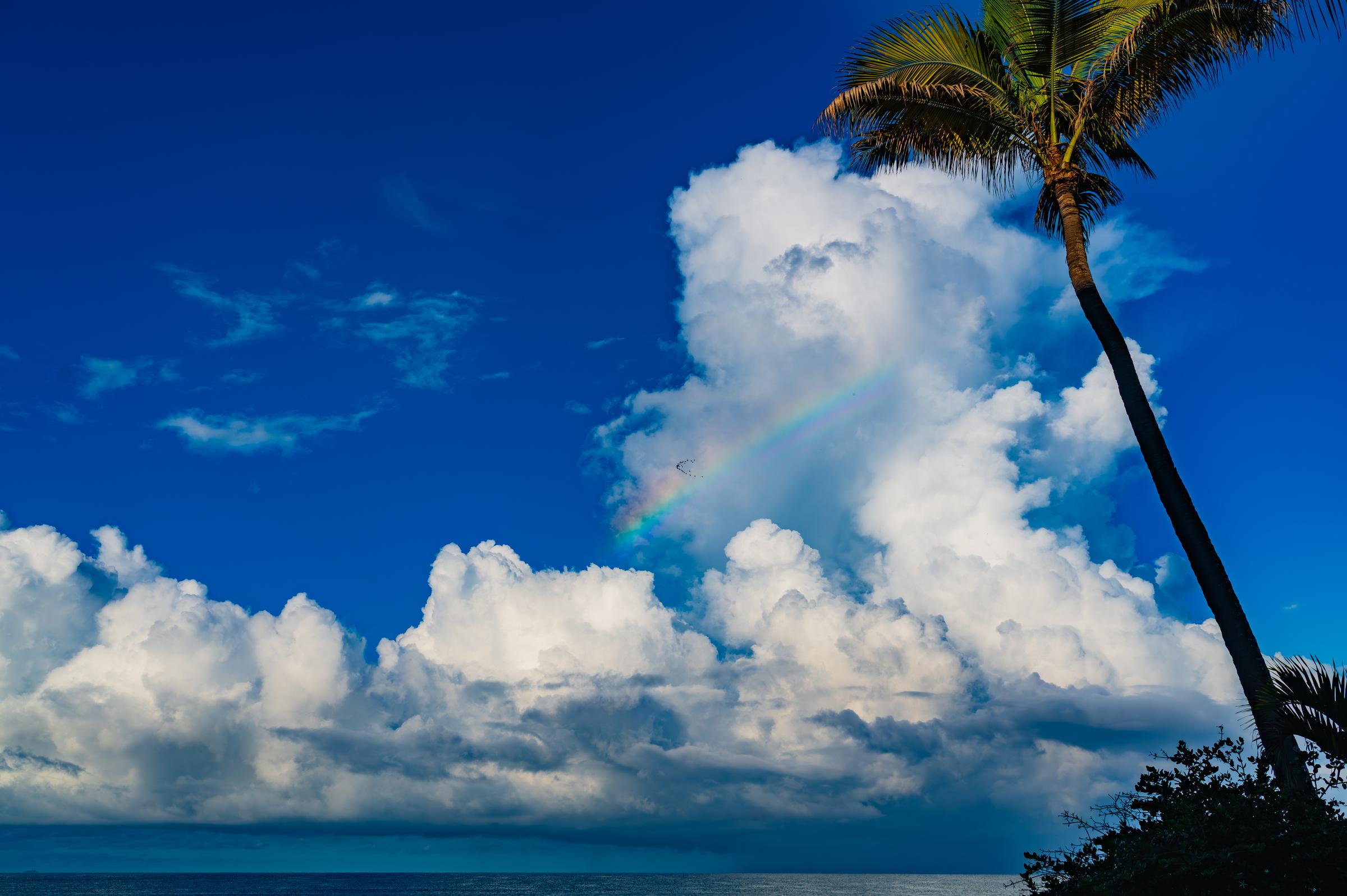 Palm tree against cloudy sky Mazatlan Sinaloa Mexico