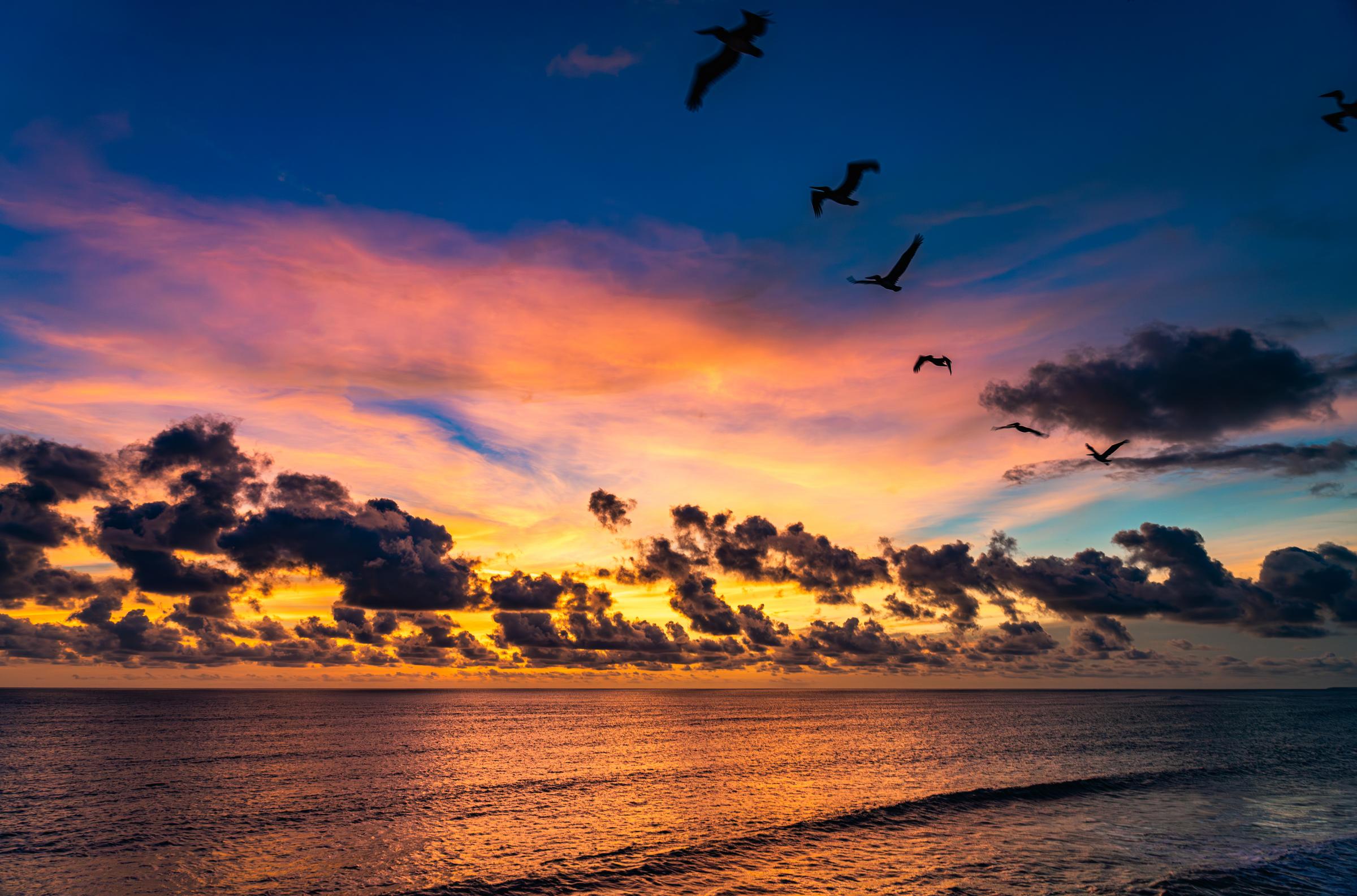 Birds Flying Over Ocean at Sunset Mazatlan Sinaloa Mexico