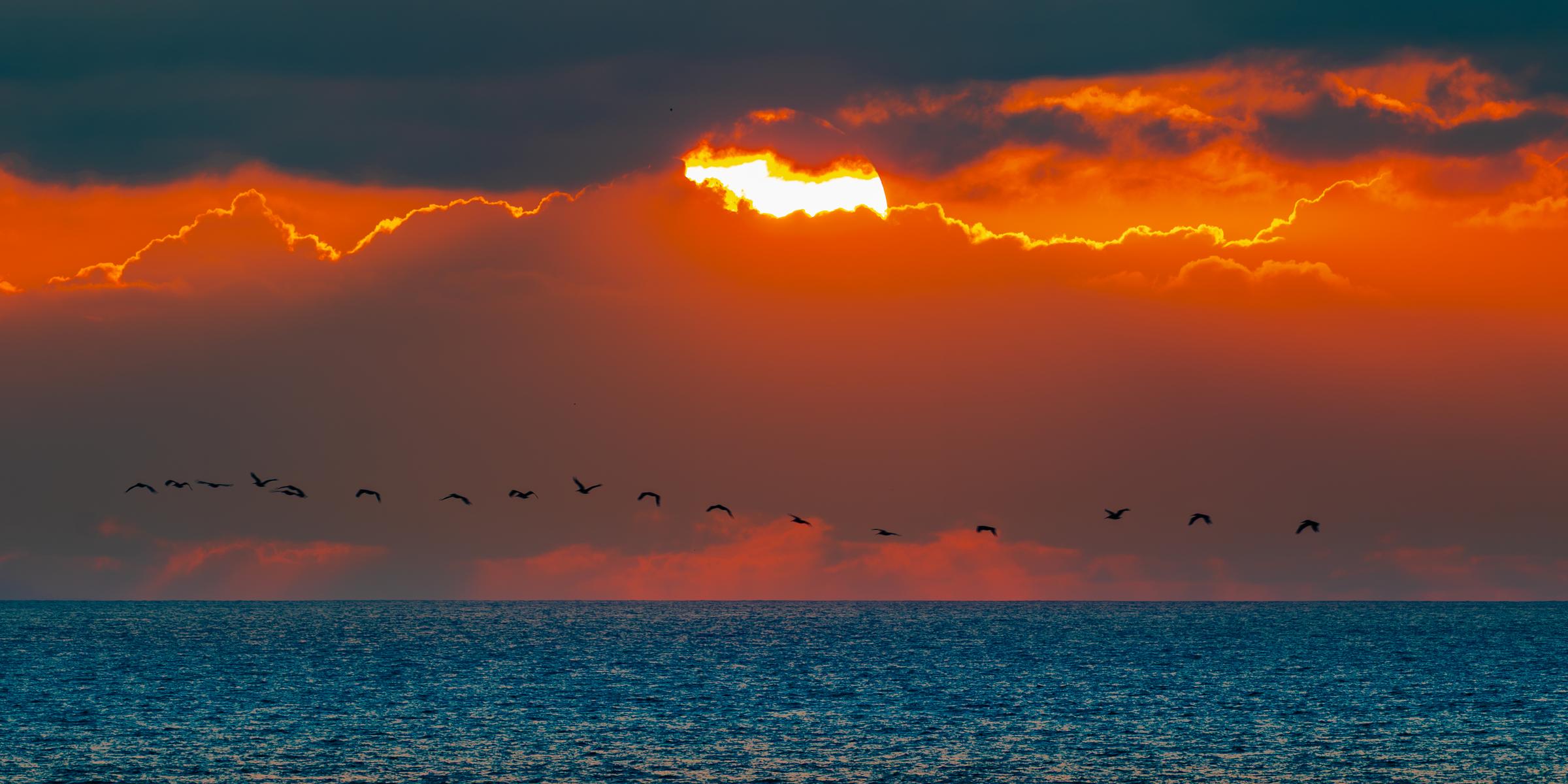 Pelicans in Flight at Sunset