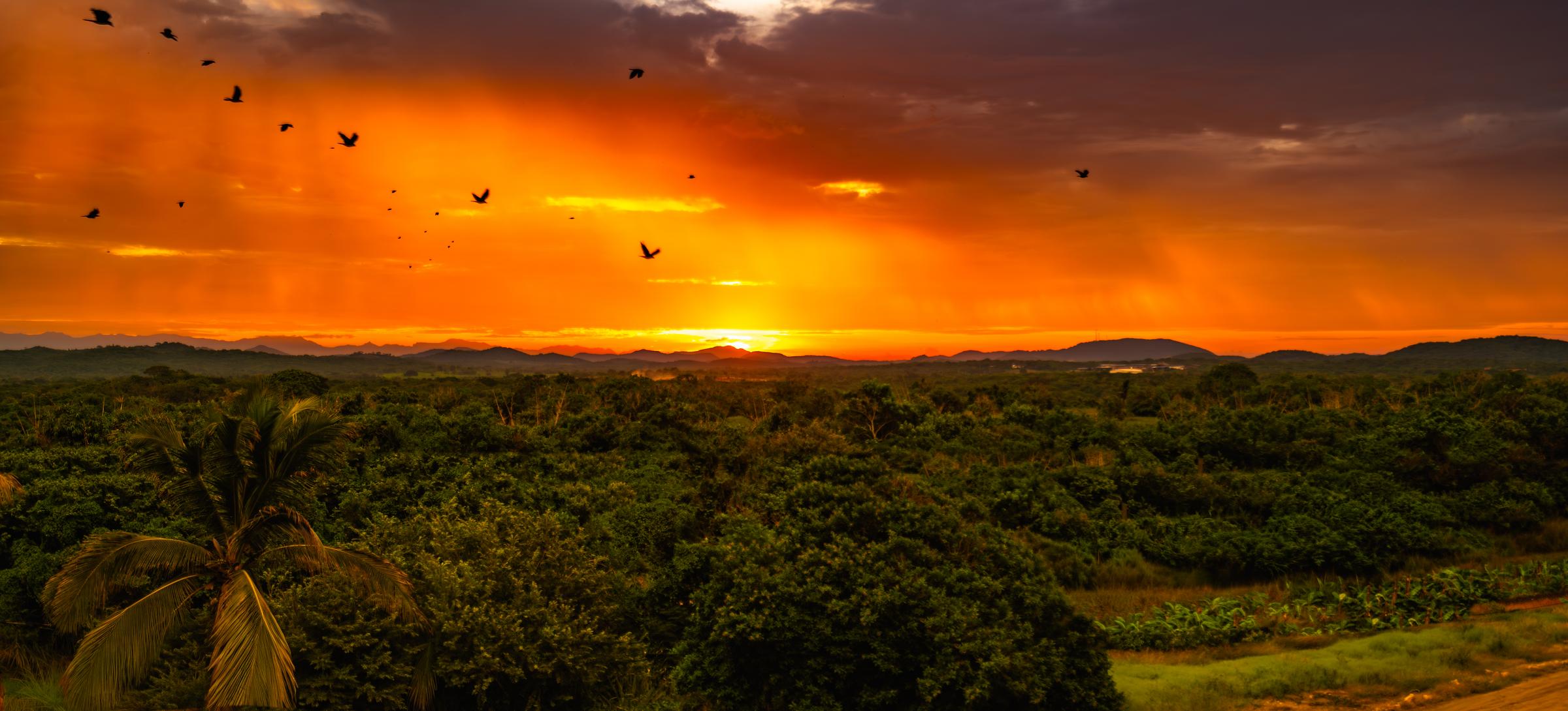 Birds Flying Over Sunset Mazatlan Sinaloa Mexico