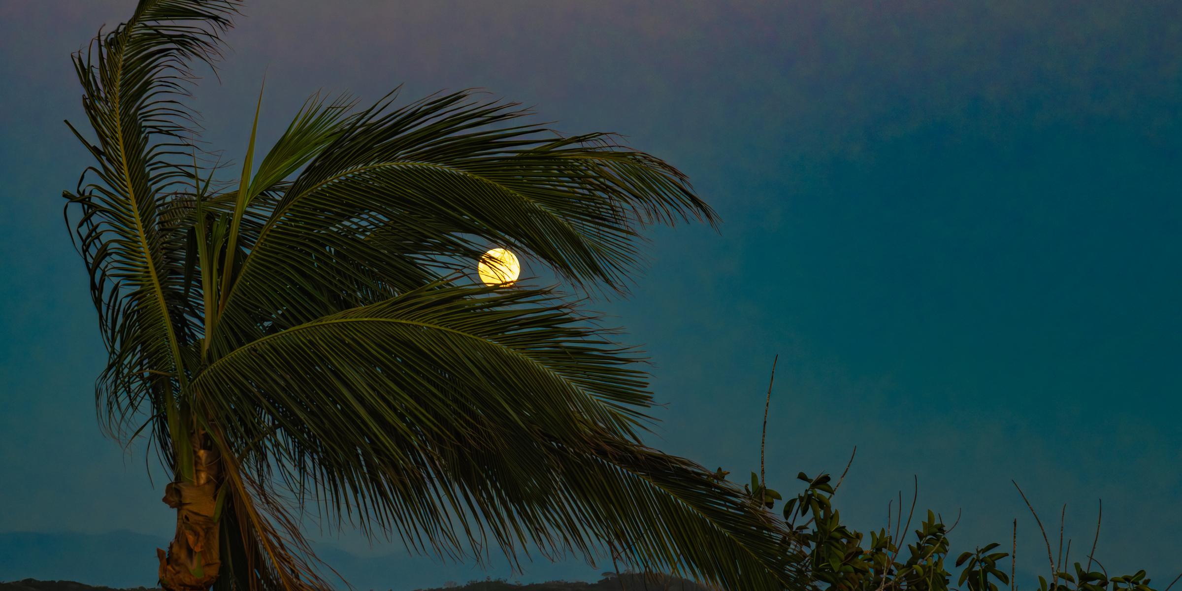 Moon Behind Palm Tree El Habal Sinaloa Mexico