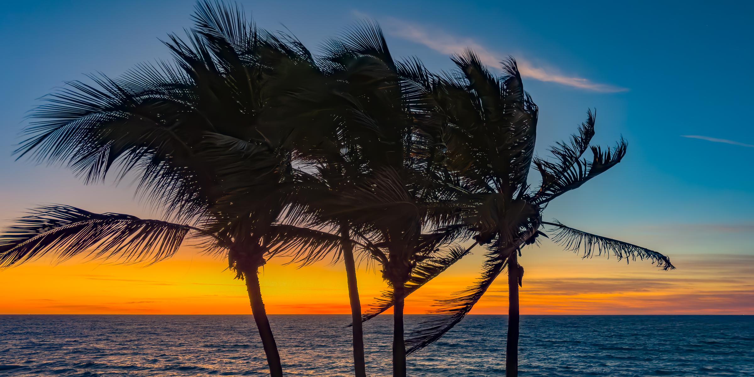 Palm trees silhouetted at sunset Mazatlan Sinaloa Mexico