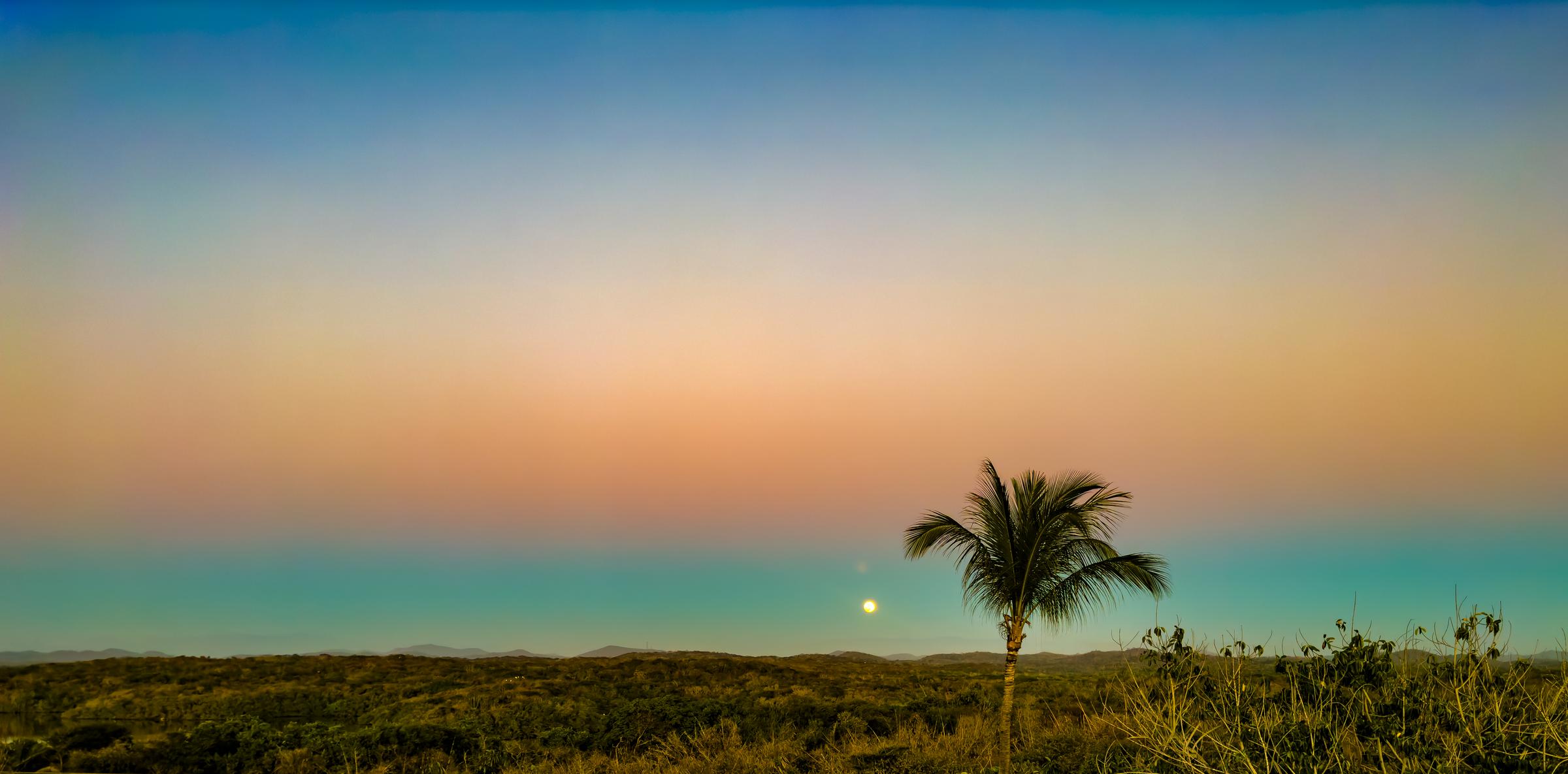 Palm tree at dusk Mazatlan Sinaloa Mexico