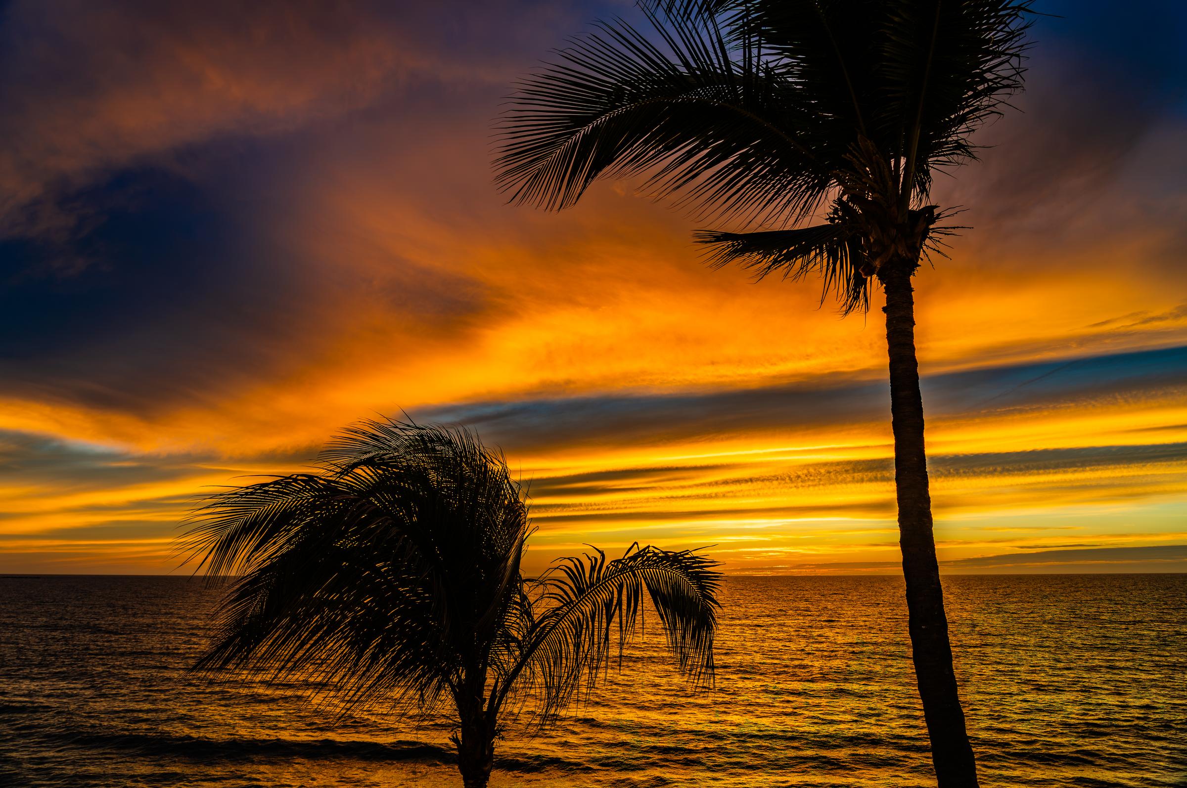 Palm Trees Silhouetted Against Sunset Mazatlan Sinaloa Mexico