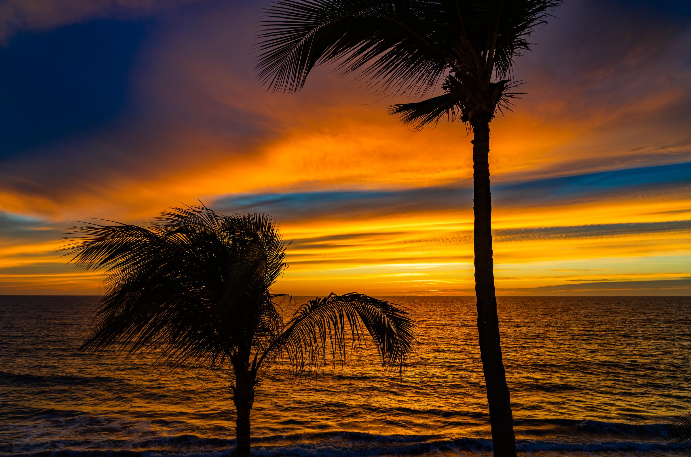 Palm Trees Silhouetted Against Sunset Mazatlan Sinaloa Mexico - 2