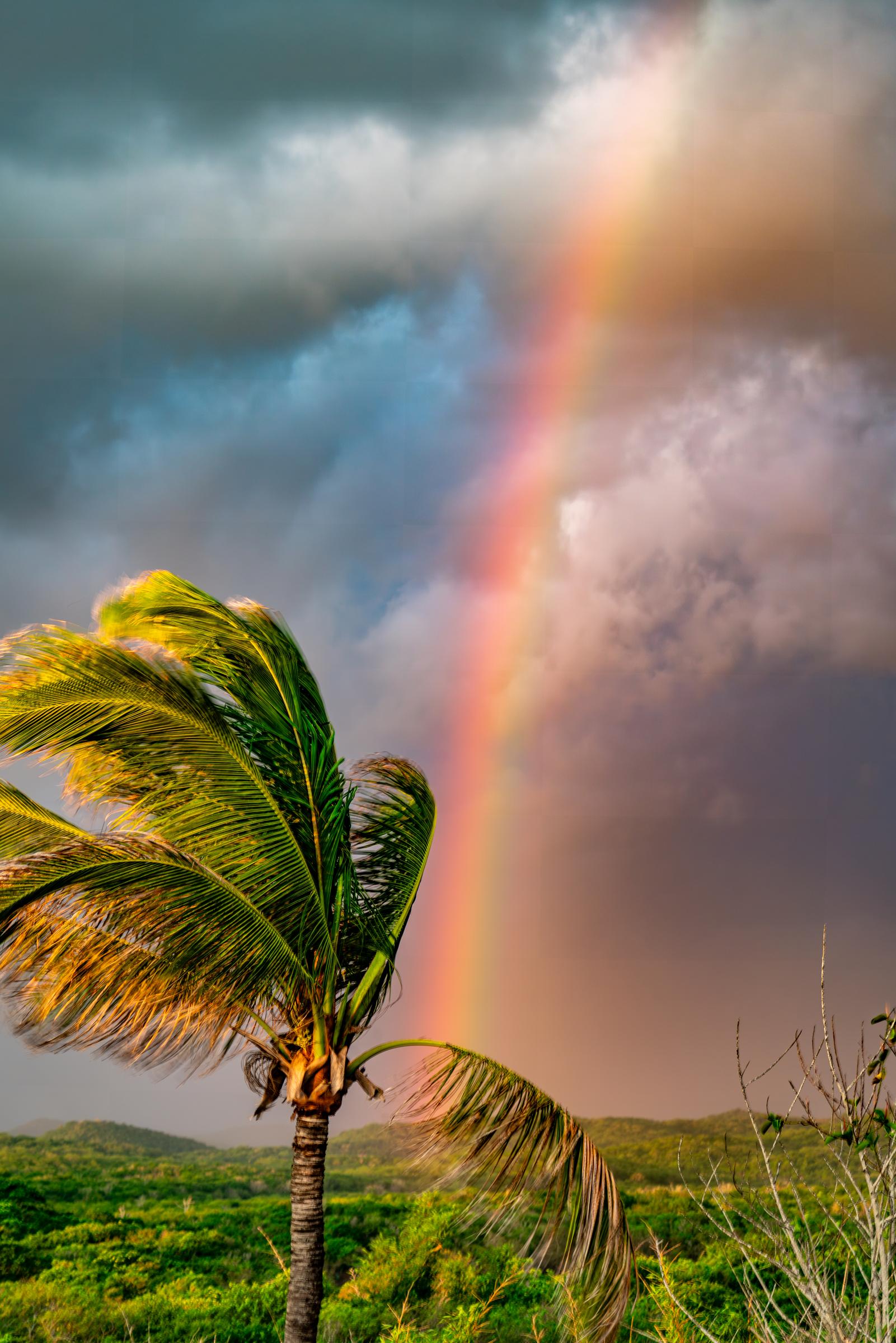 Rainbow over palm tree Mazatlan Sinaloa Mexico