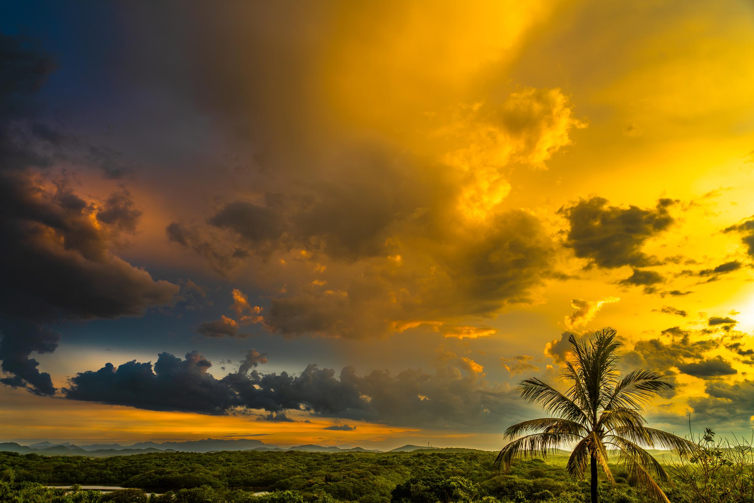 Palm Tree Silhouette at Sunset El Habal Sinaloa Mexico