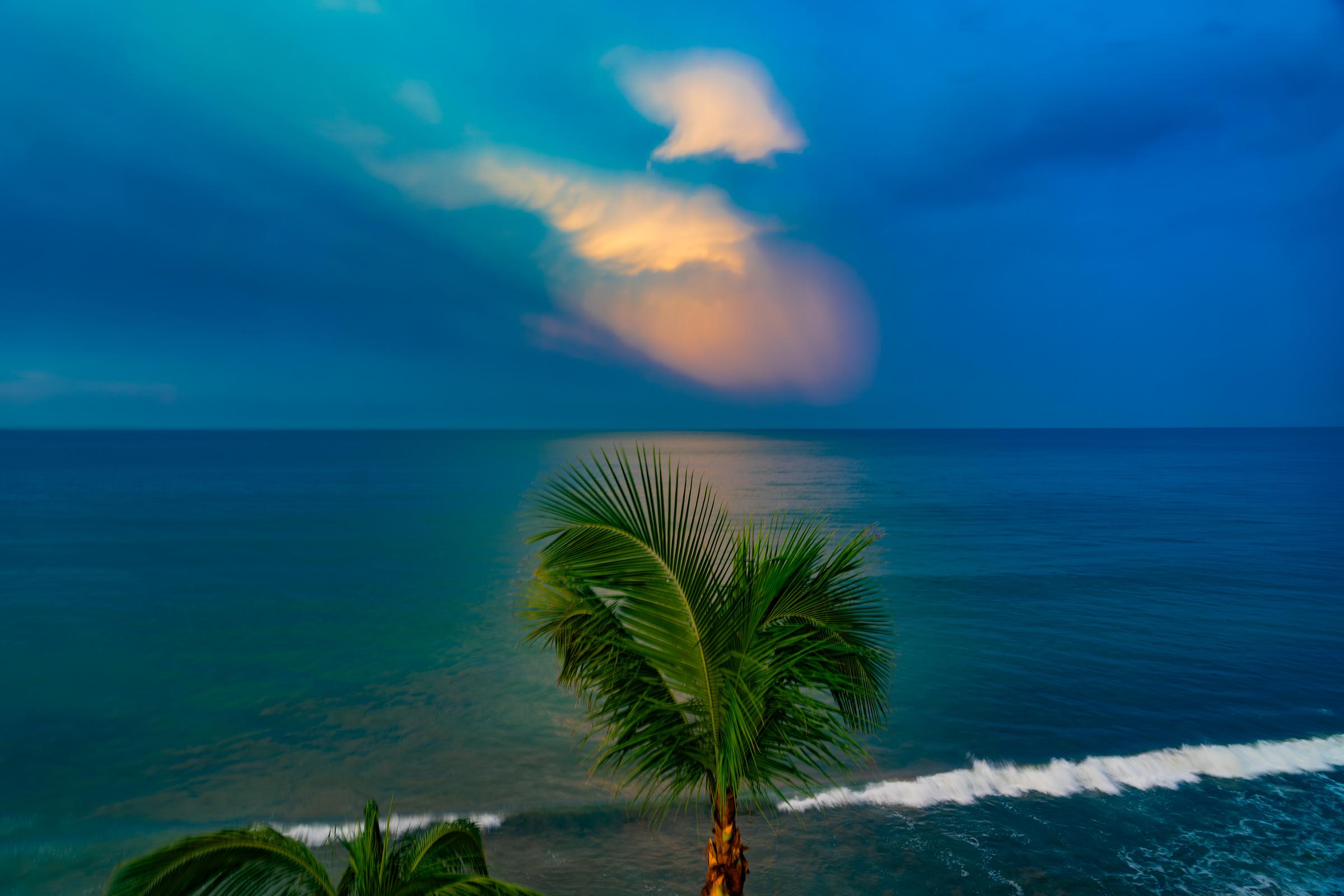 Palm tree by the ocean at dusk Mazatlan Sinaloa Mexico
