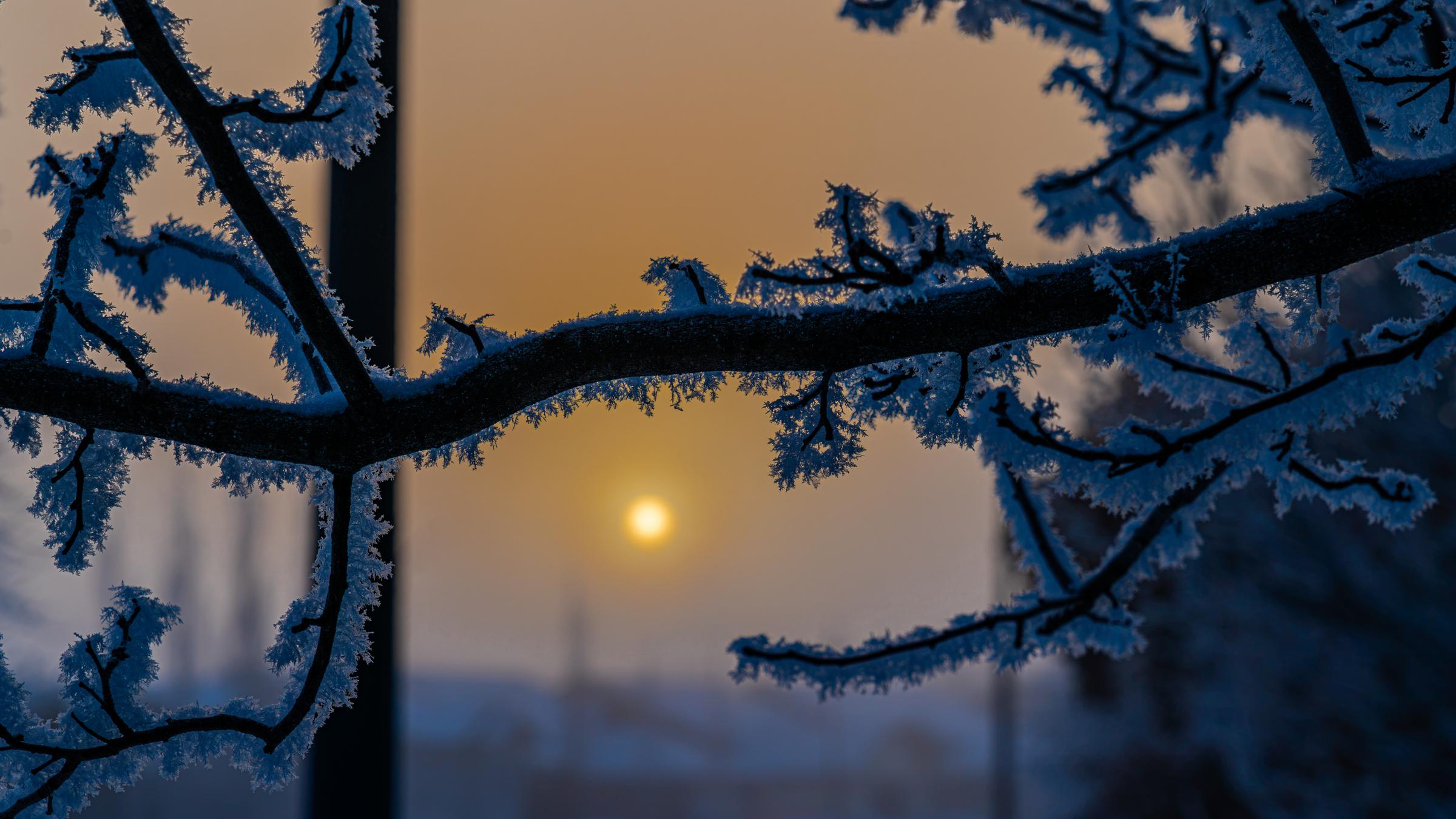 Frosty Branch Silhouette Red Deer AB Canada