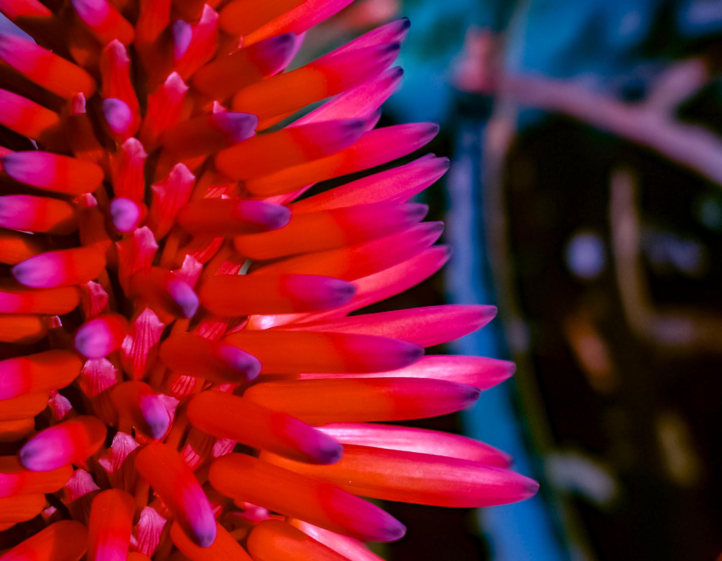 Scarlet Bloom