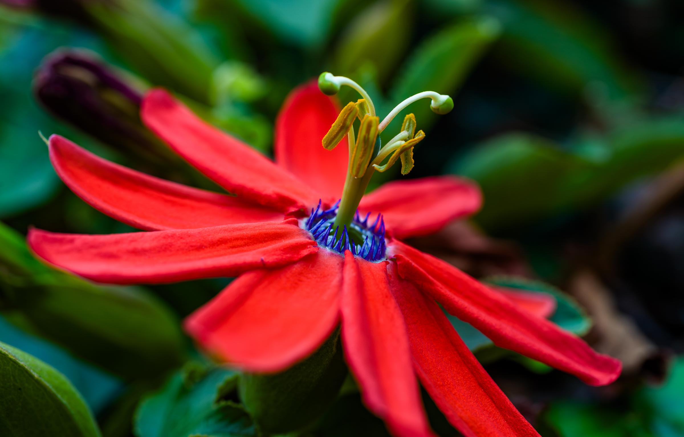Passion Flower Santa Cruz