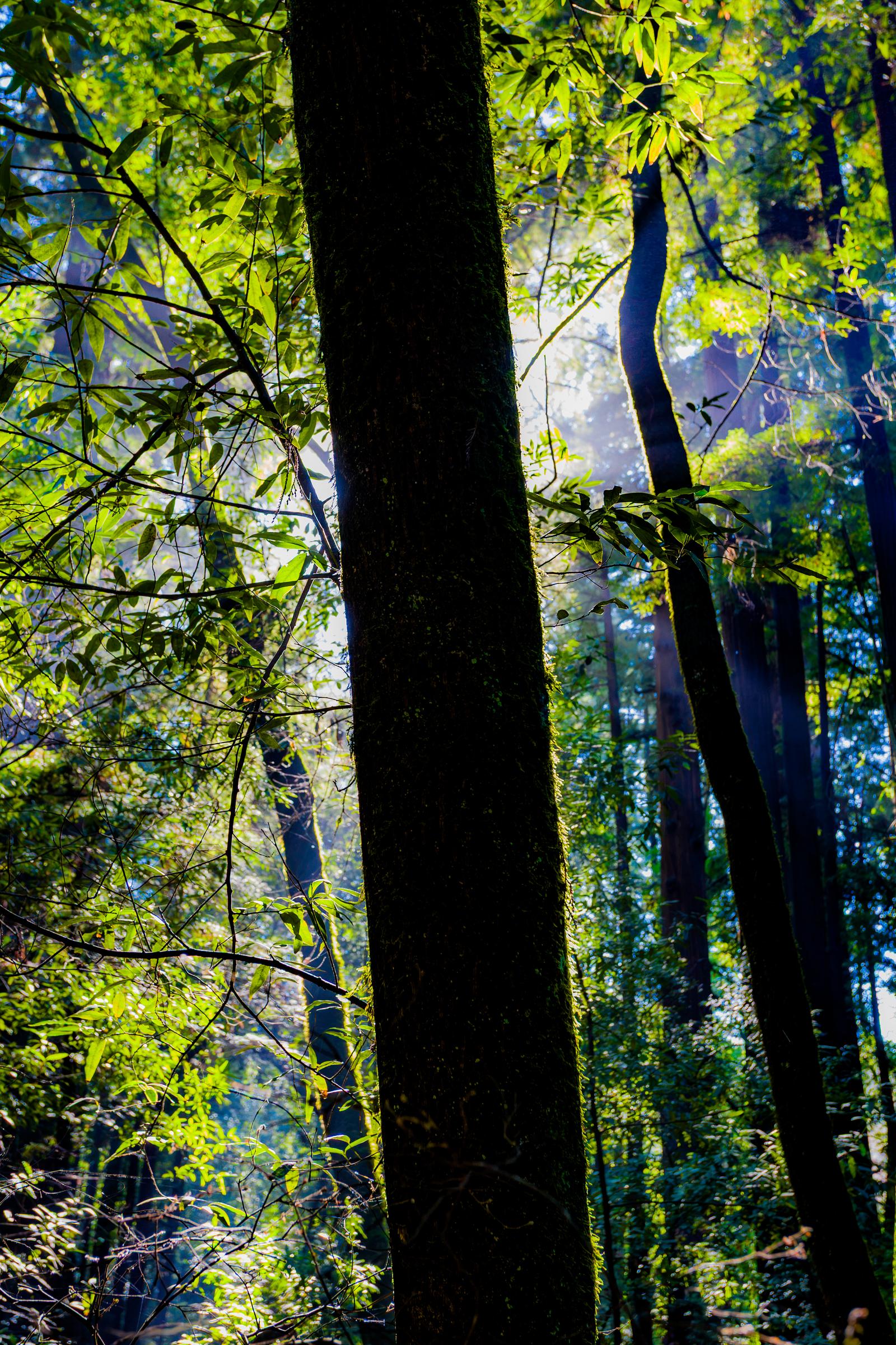 Redwood Forest
