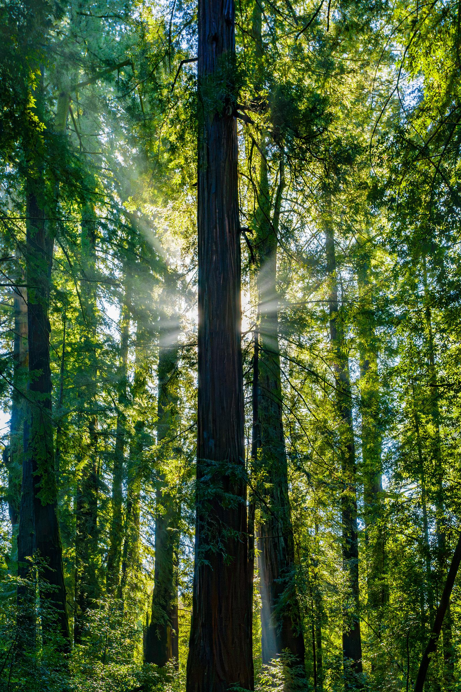 Redwood Forest Sunlight