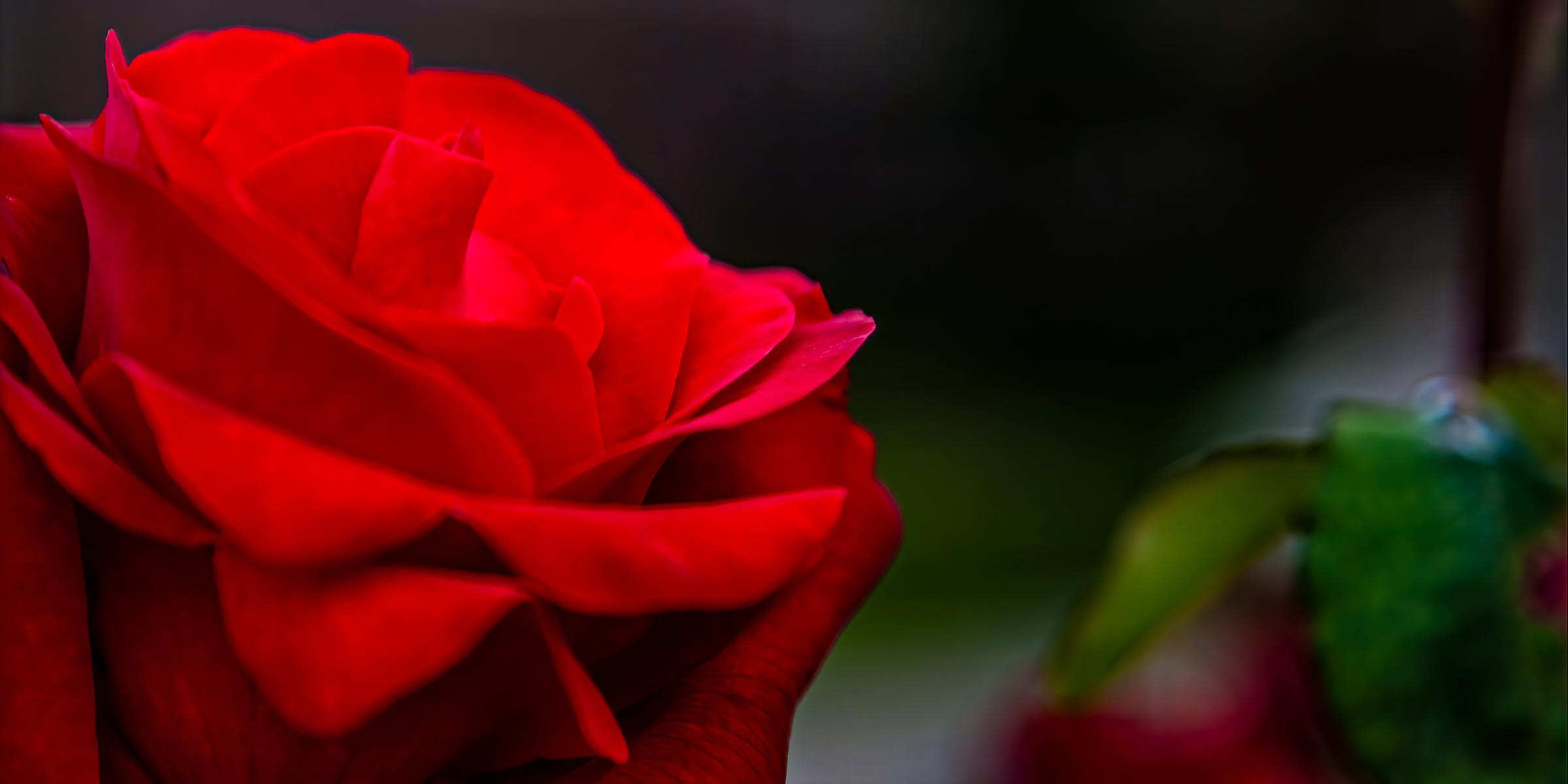Red Red Rose