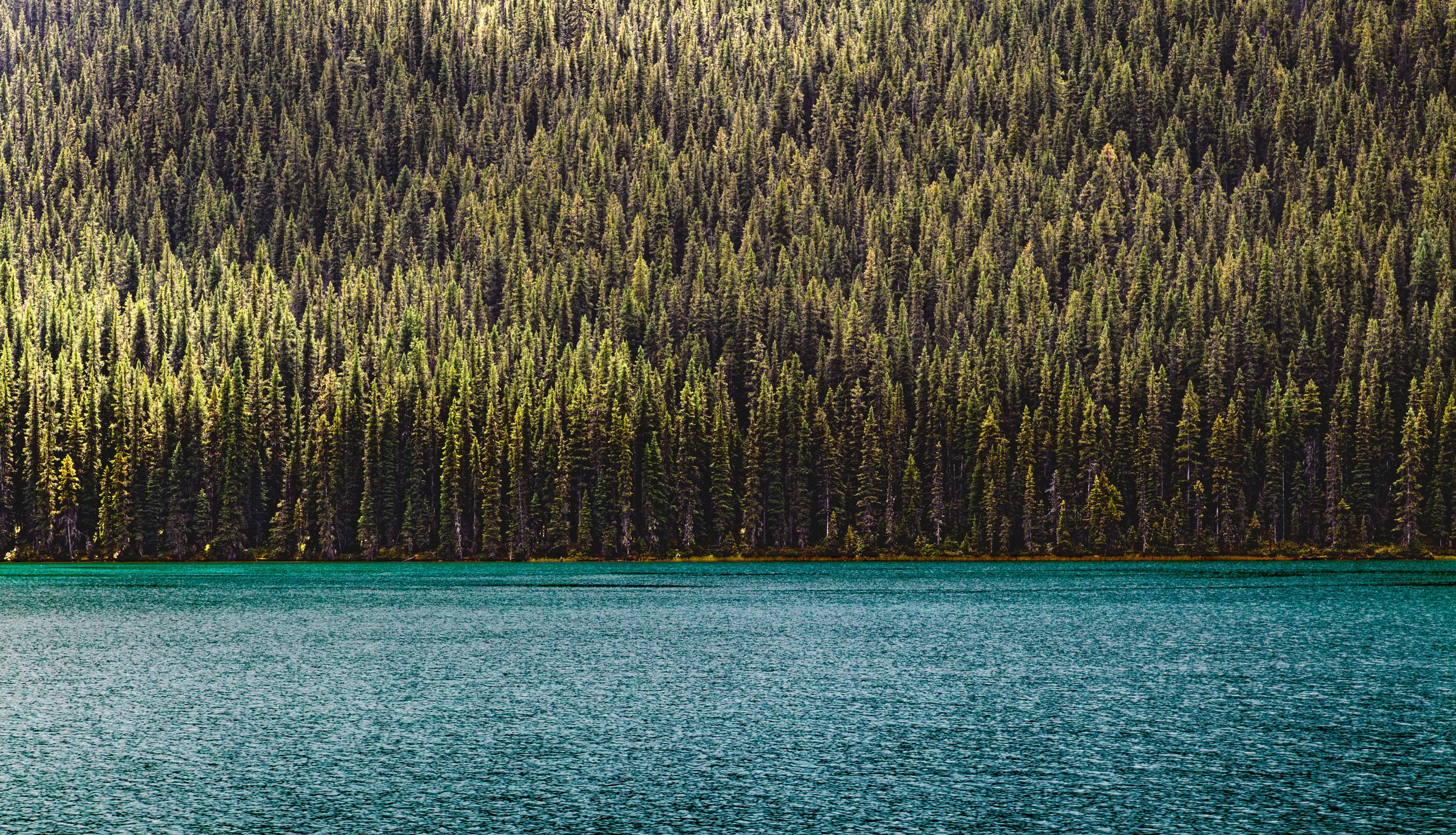 Trees and Water