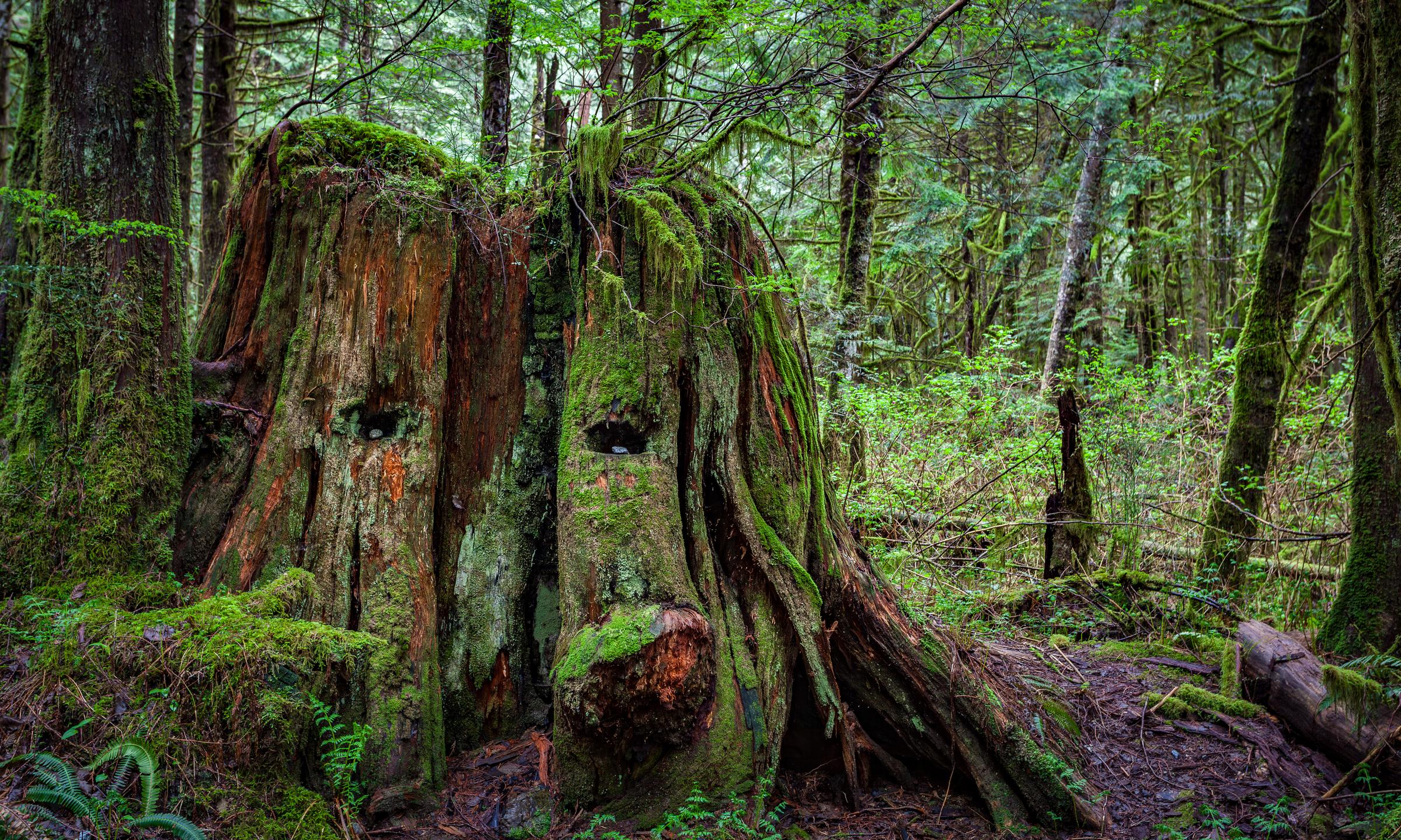 Mossy Tree Stump in Forest Along Transcanada British Columbia Canada