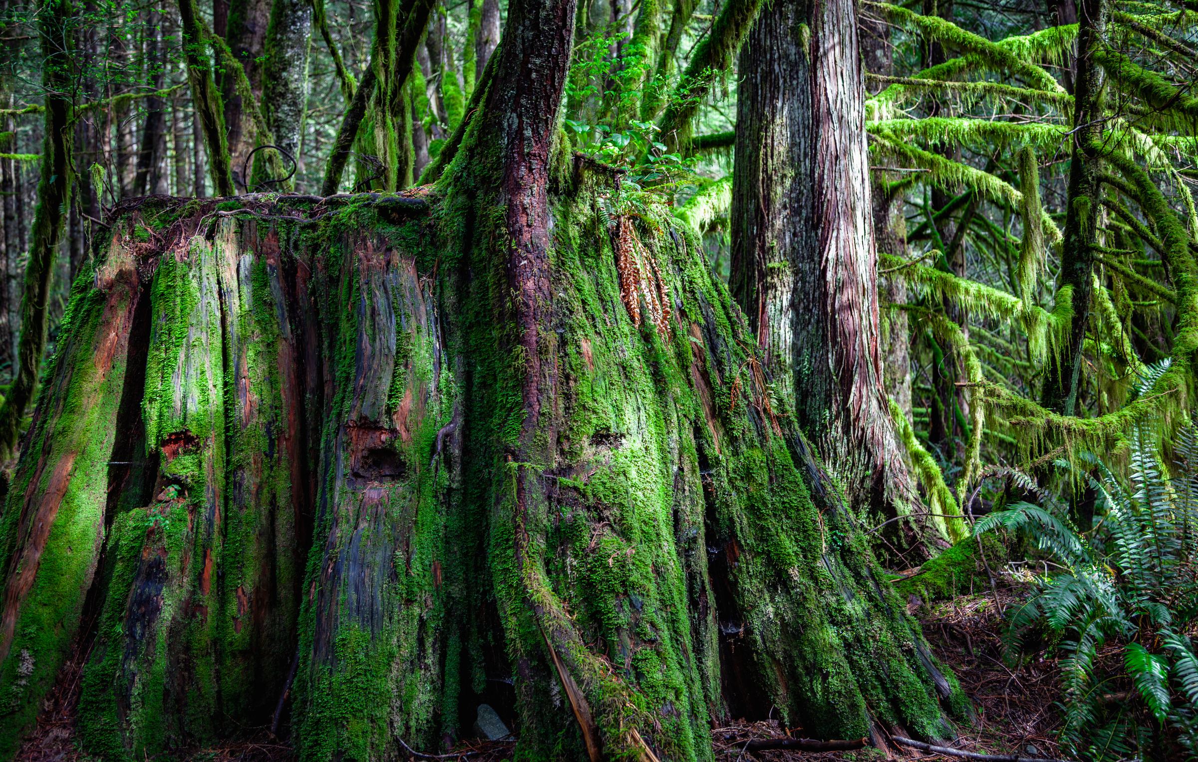 Moss-covered tree roots in a forest Along Transcanada British Columbia Canada