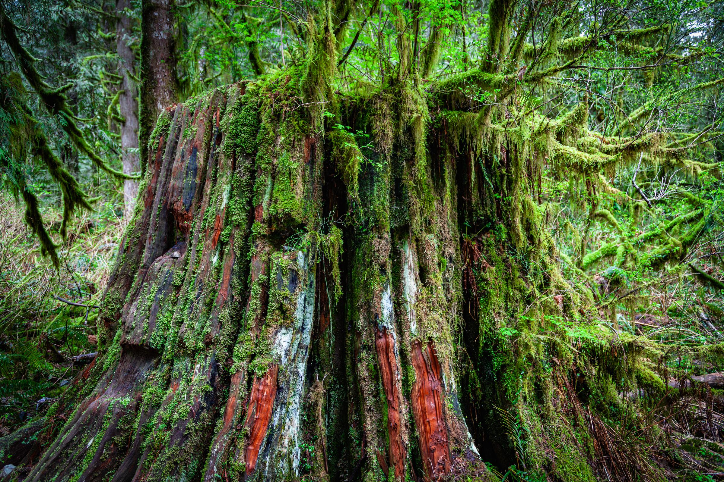 Moss-covered tree stump in forest Along Transcanada British Columbia Canada
