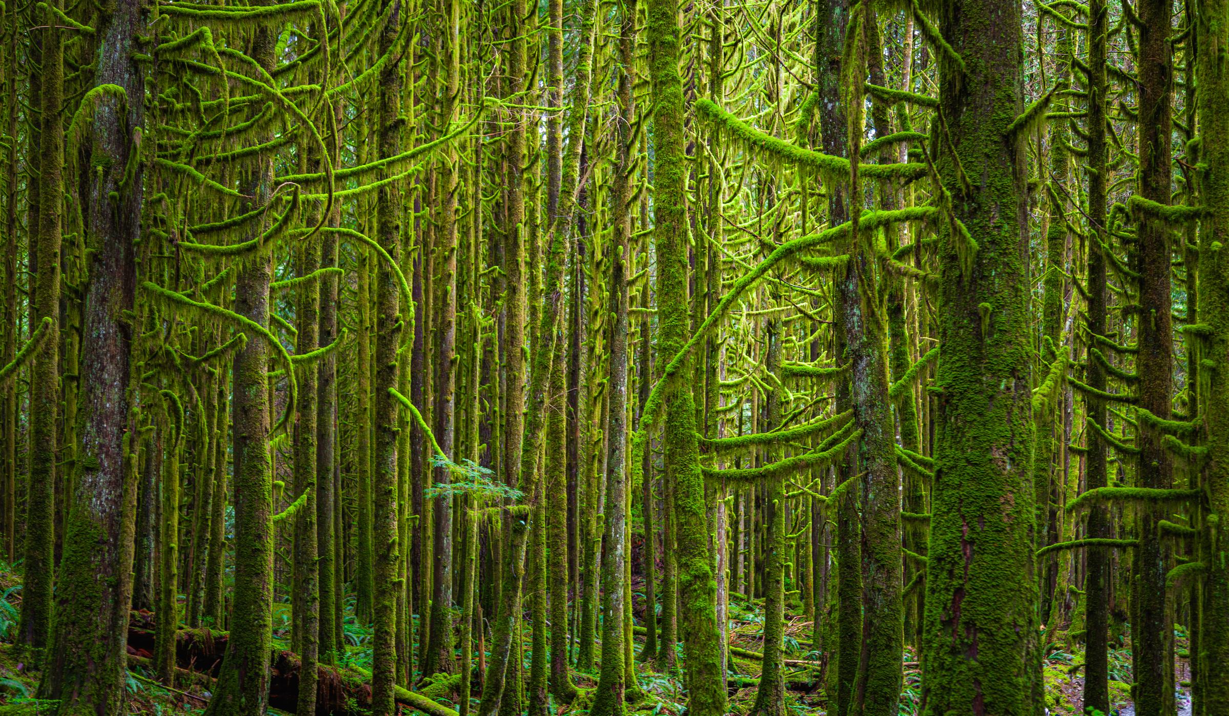 Dense Mossy Woods