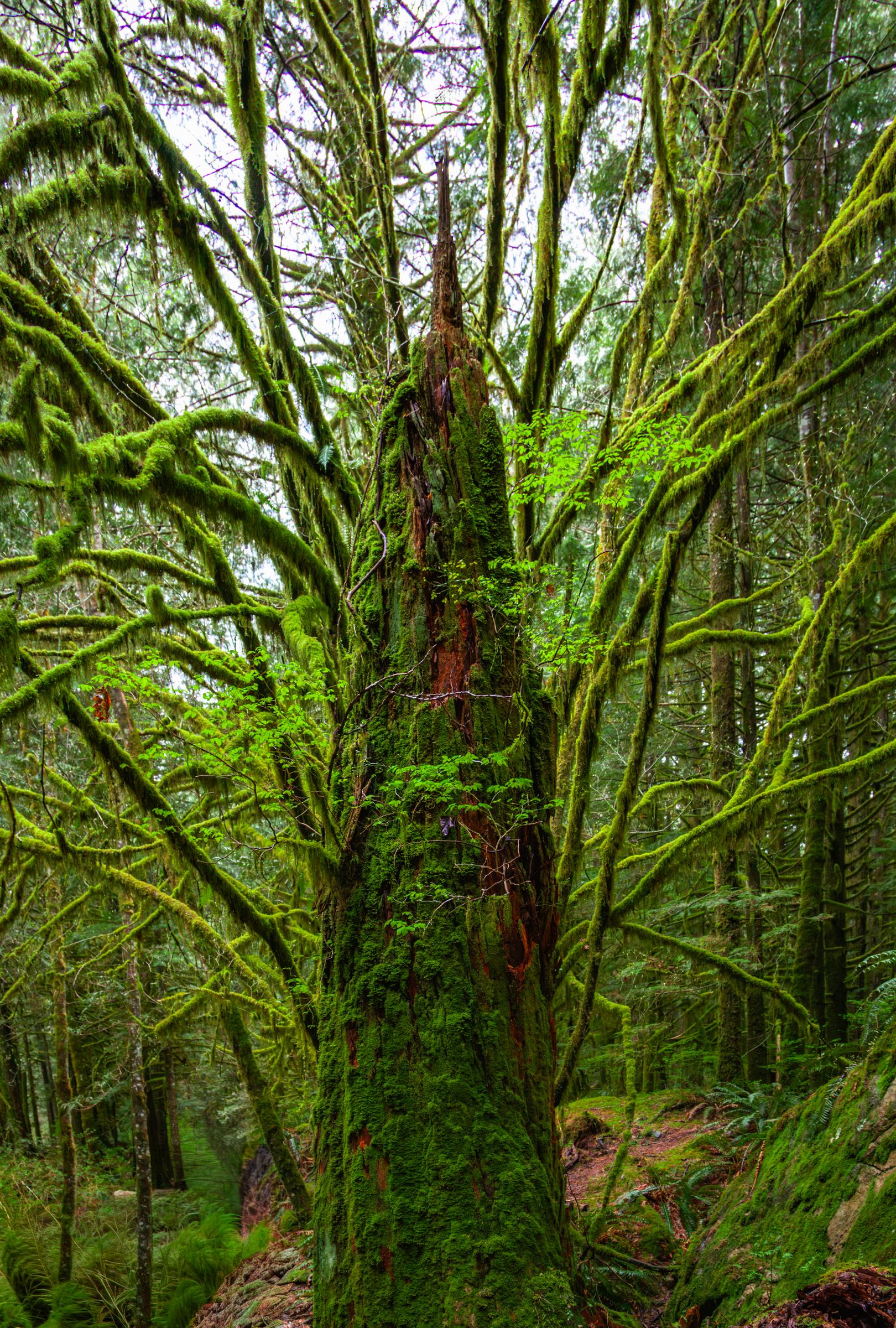 Mossy Golden Ears Provencial Park British Columbia