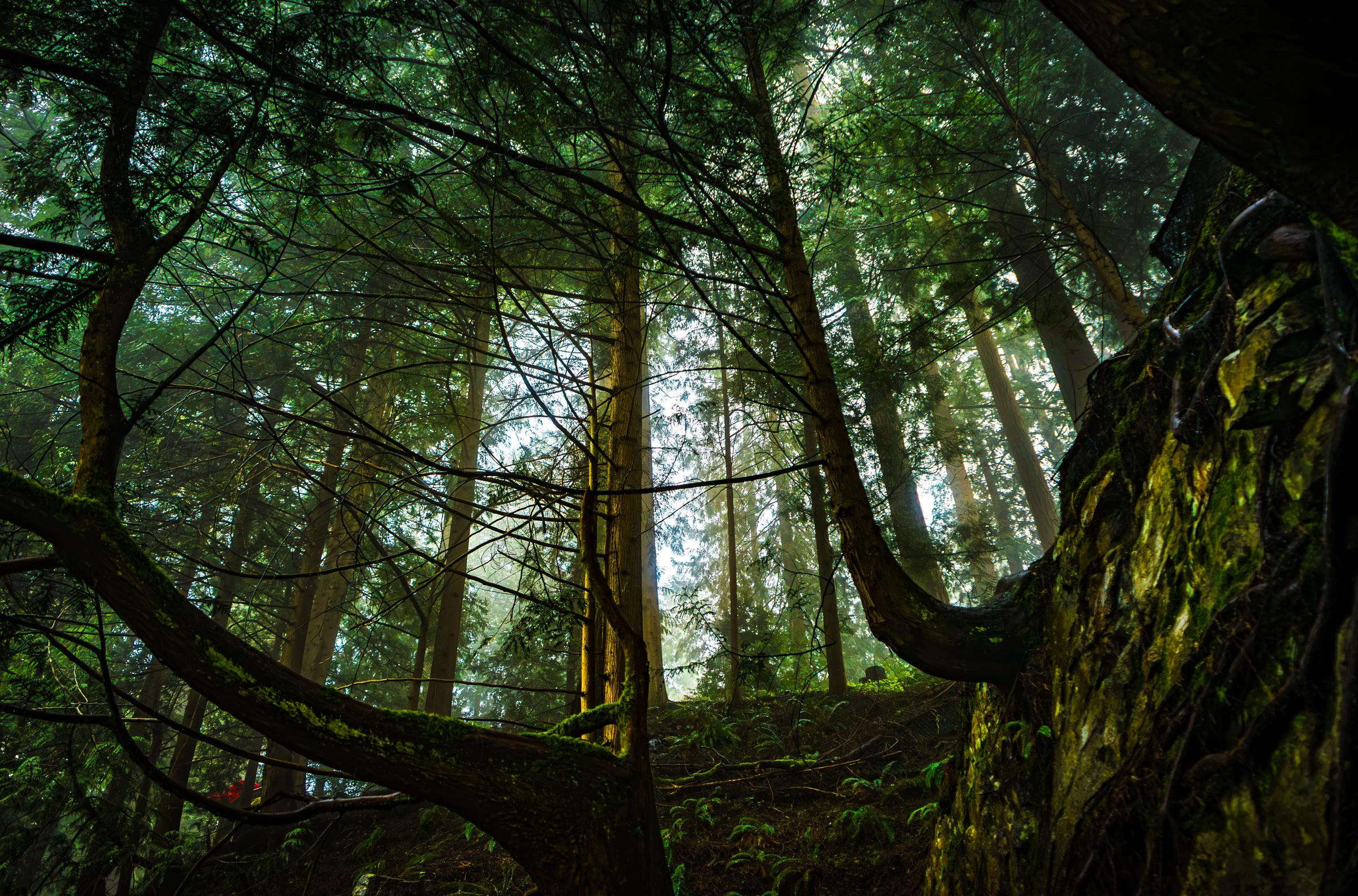 Mossy forest canopy Capilano Suspension Bridge British Columbia Canada
