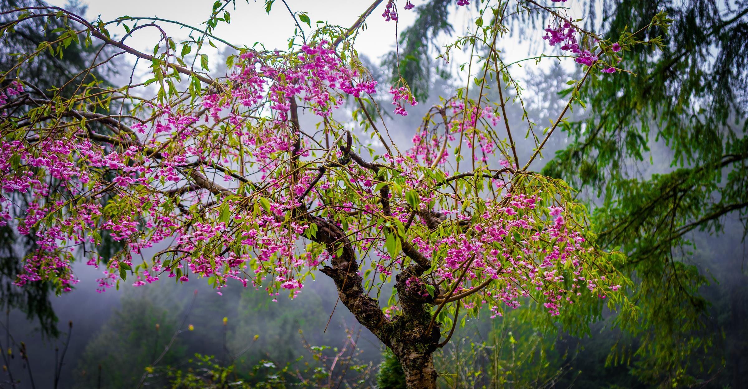 Cherry Blossoms in Fog Capilano Suspension Bridge British Columbia Canada