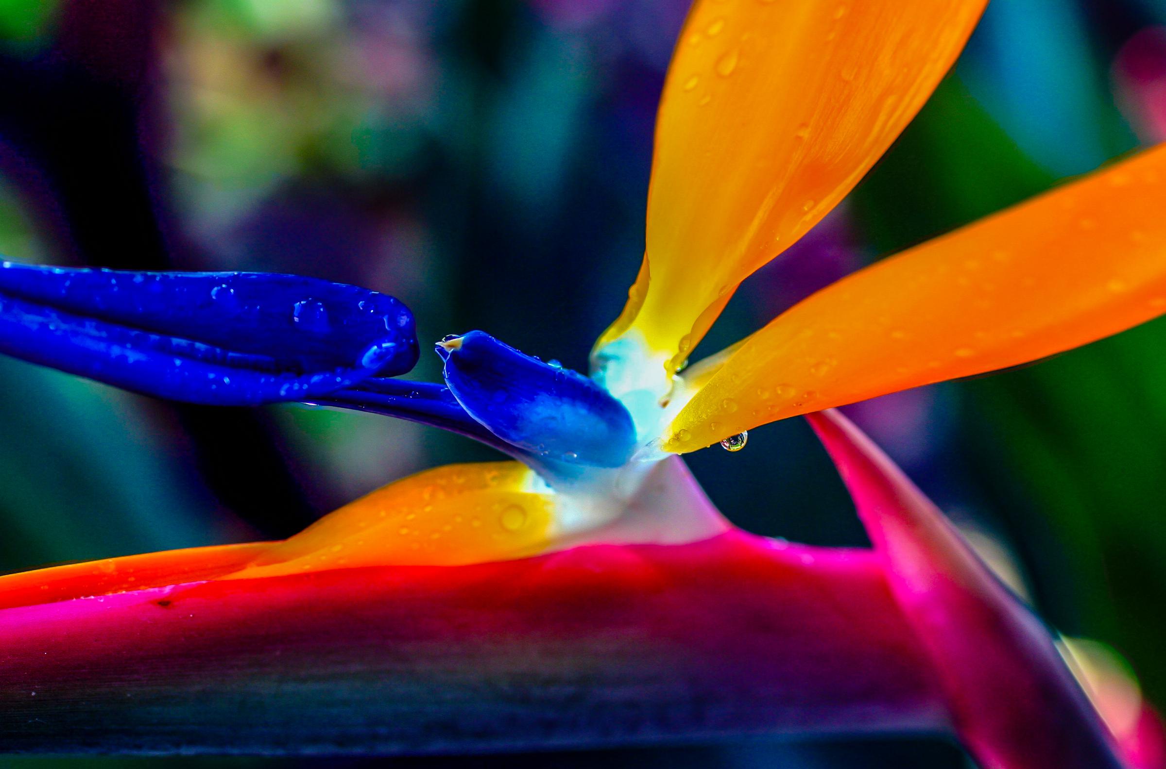 The Bird of Paradise
