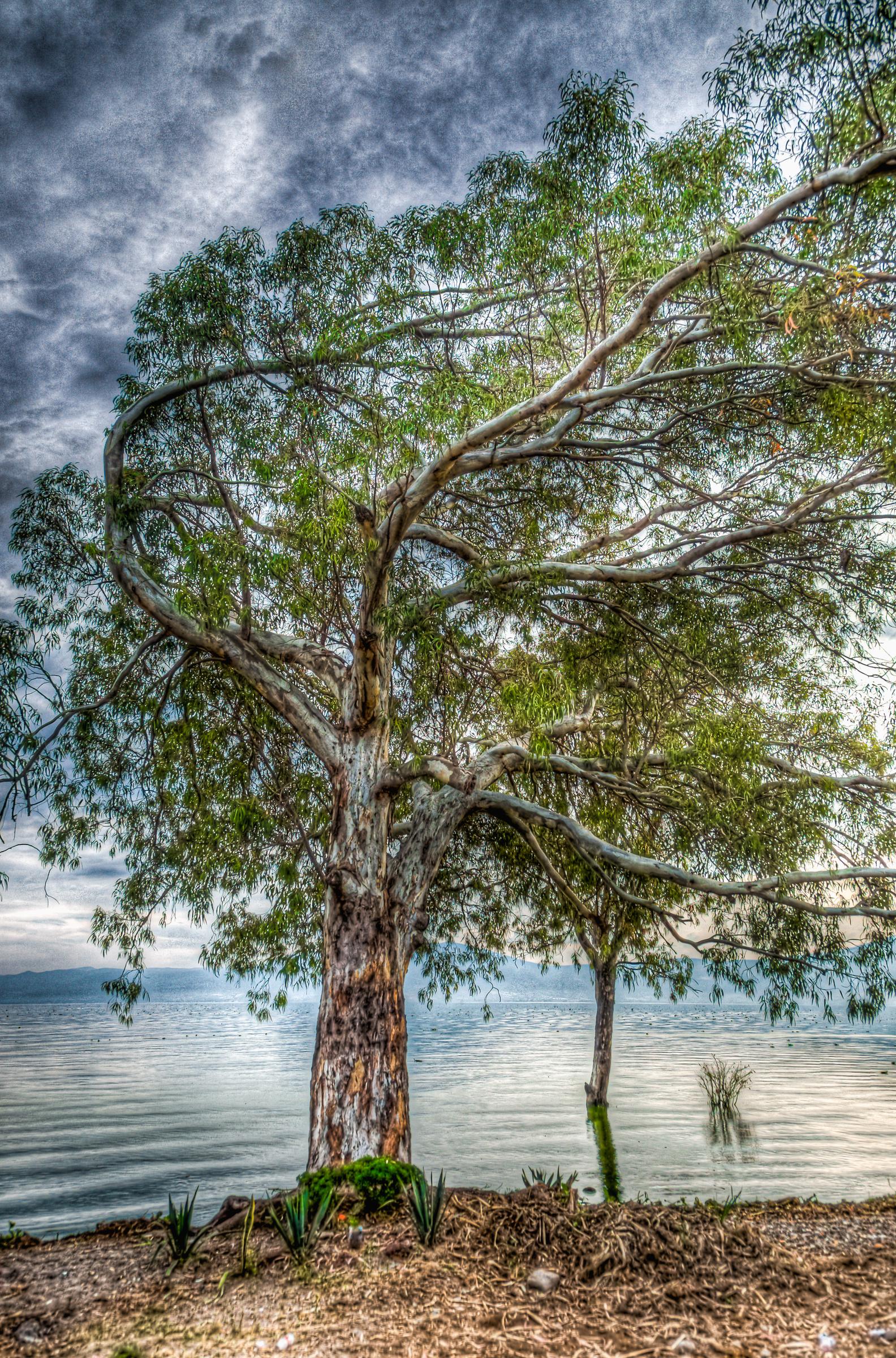 Windy Tree