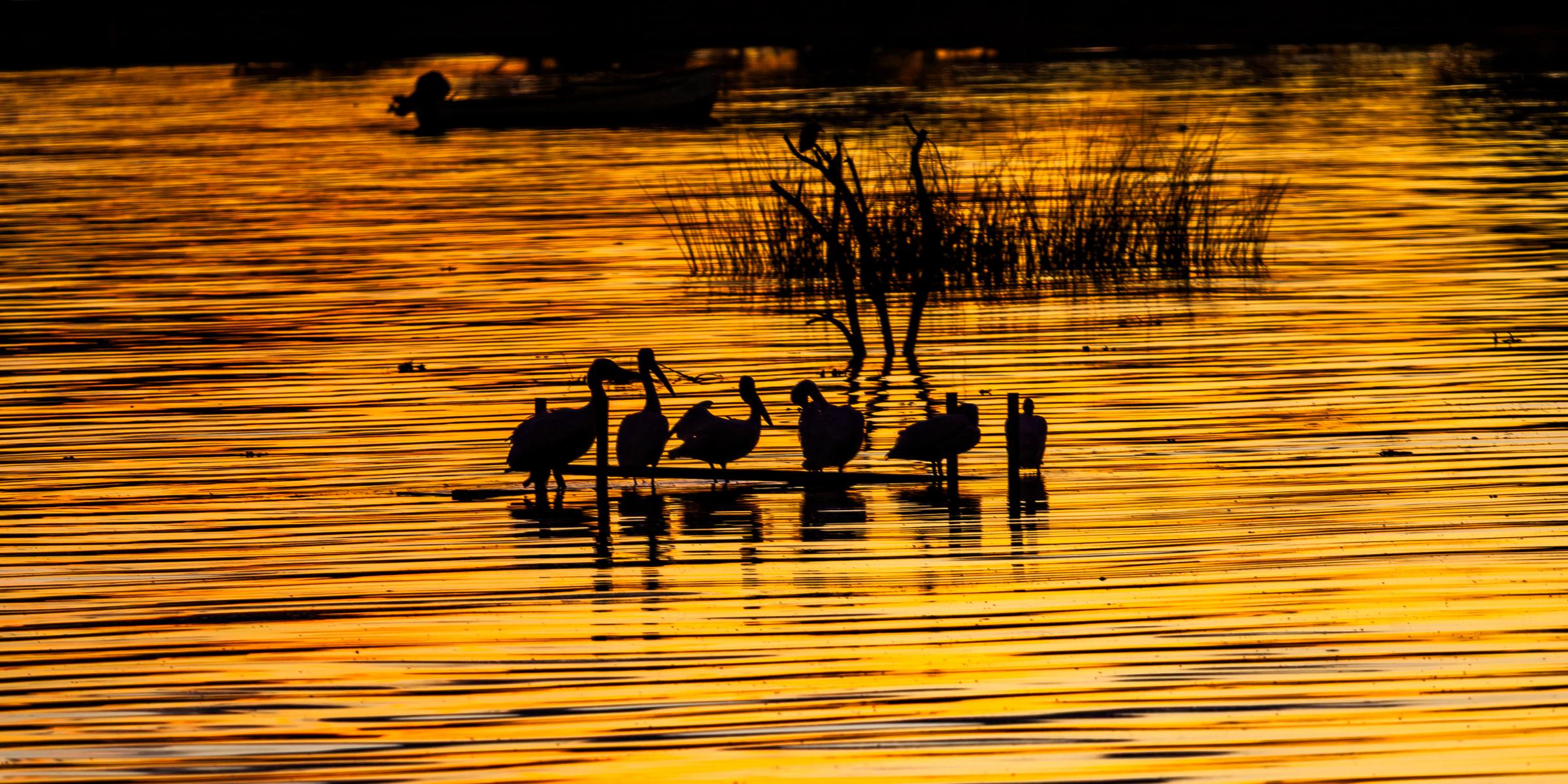 Pelicans Happy Hour at Sunset