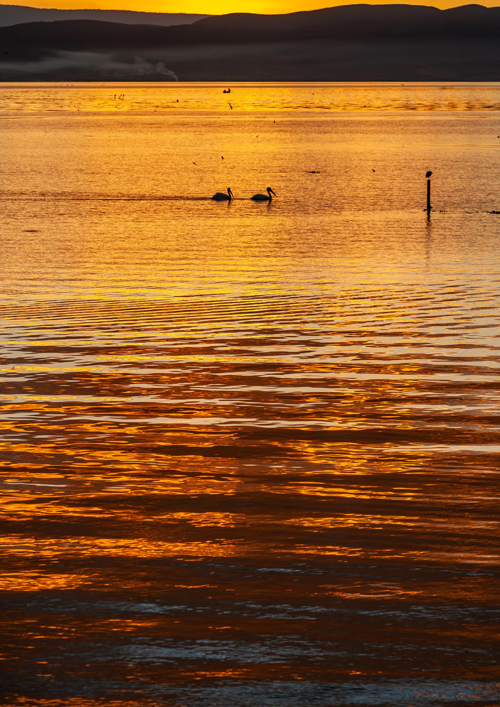 Pelicans in the Golden Sunset