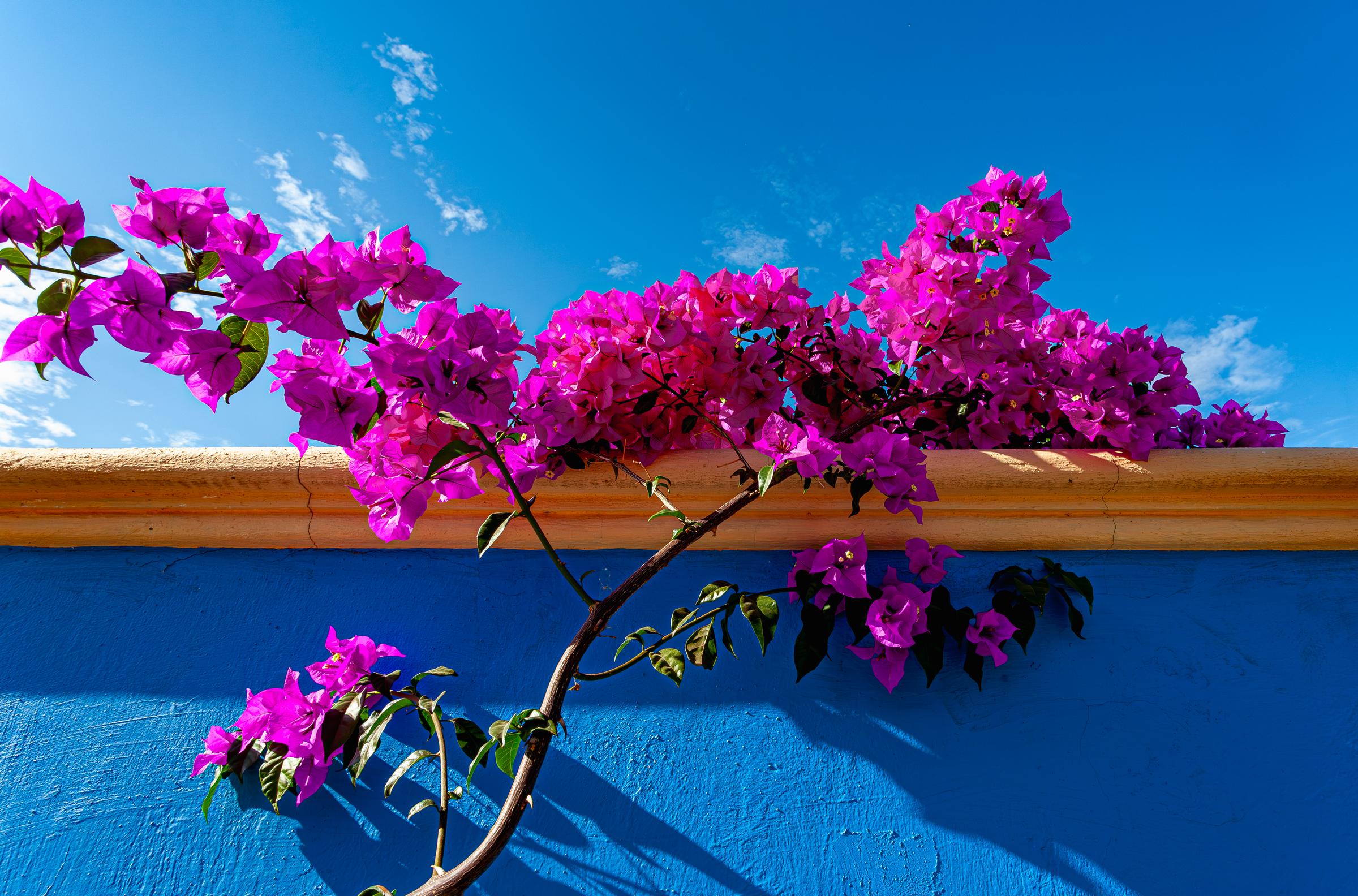 Vibrant pink bougainvillea against a blue wall Ajijic Jalisco Mexico