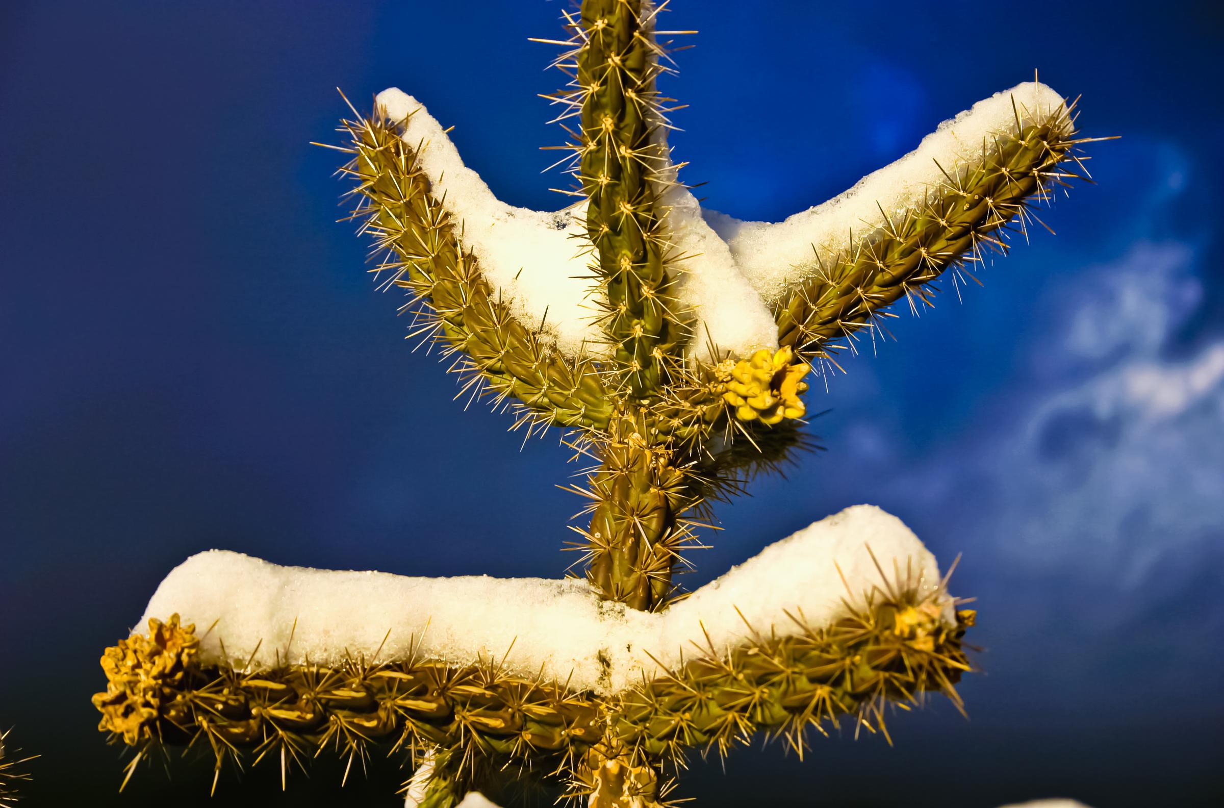 Contrasts - Snow Dusted Cactus