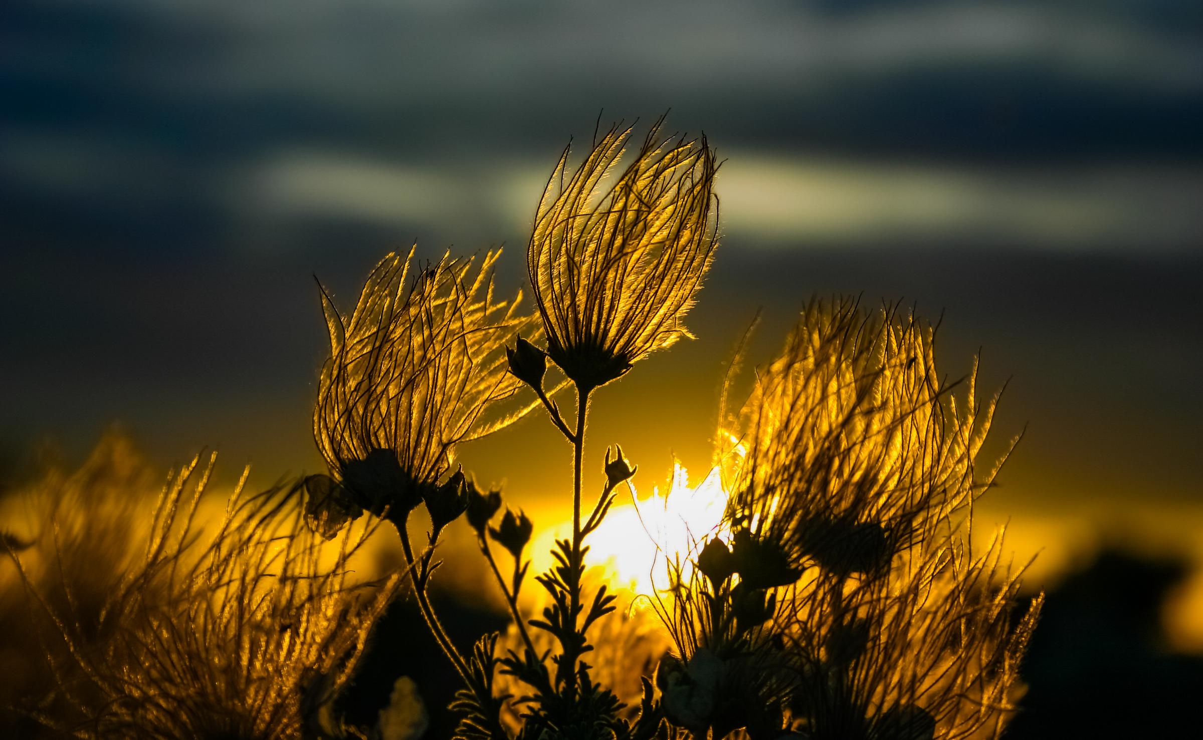 Golden Hour Thistle