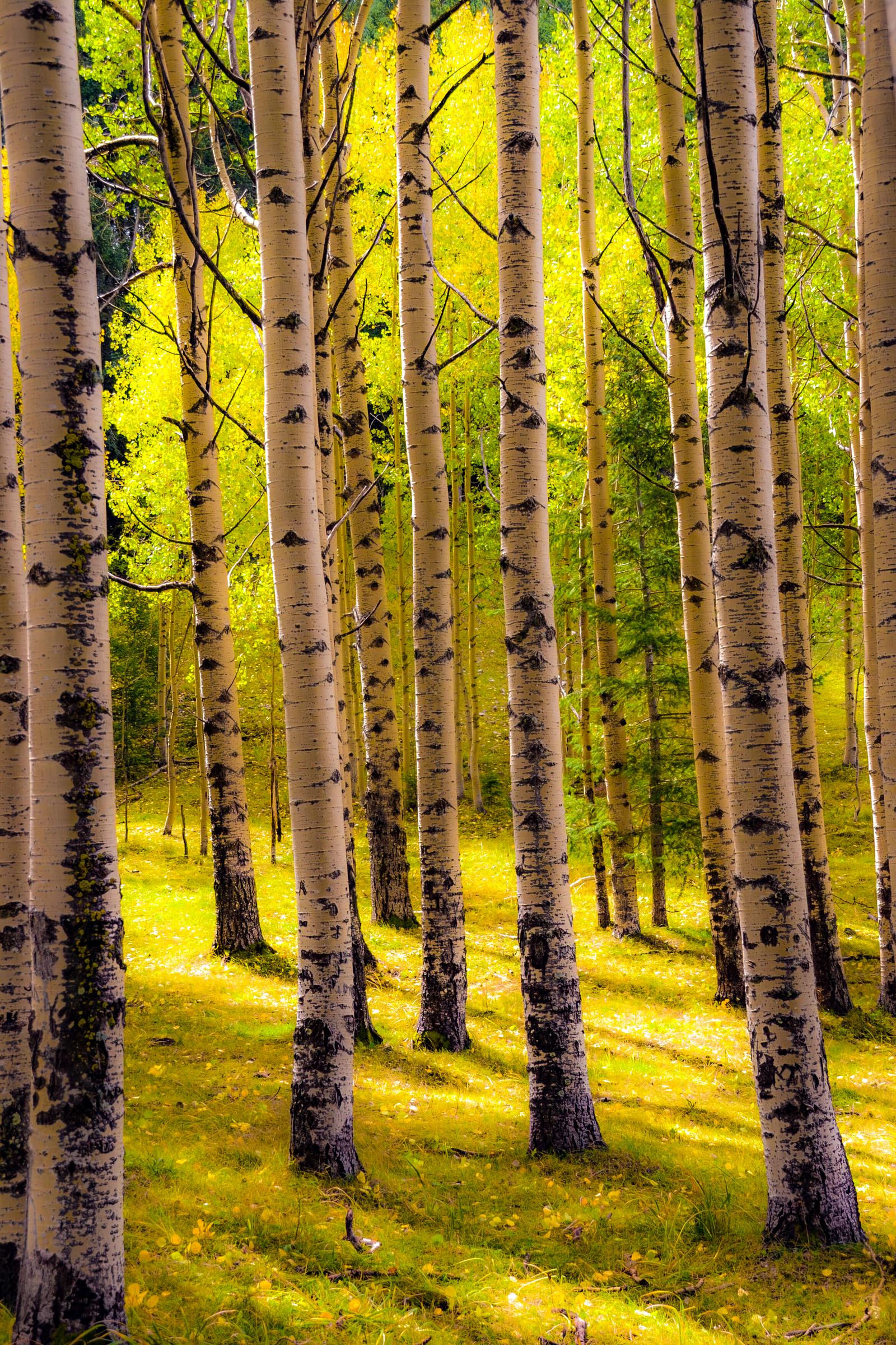 Golden Aspens of Cloudcroft
