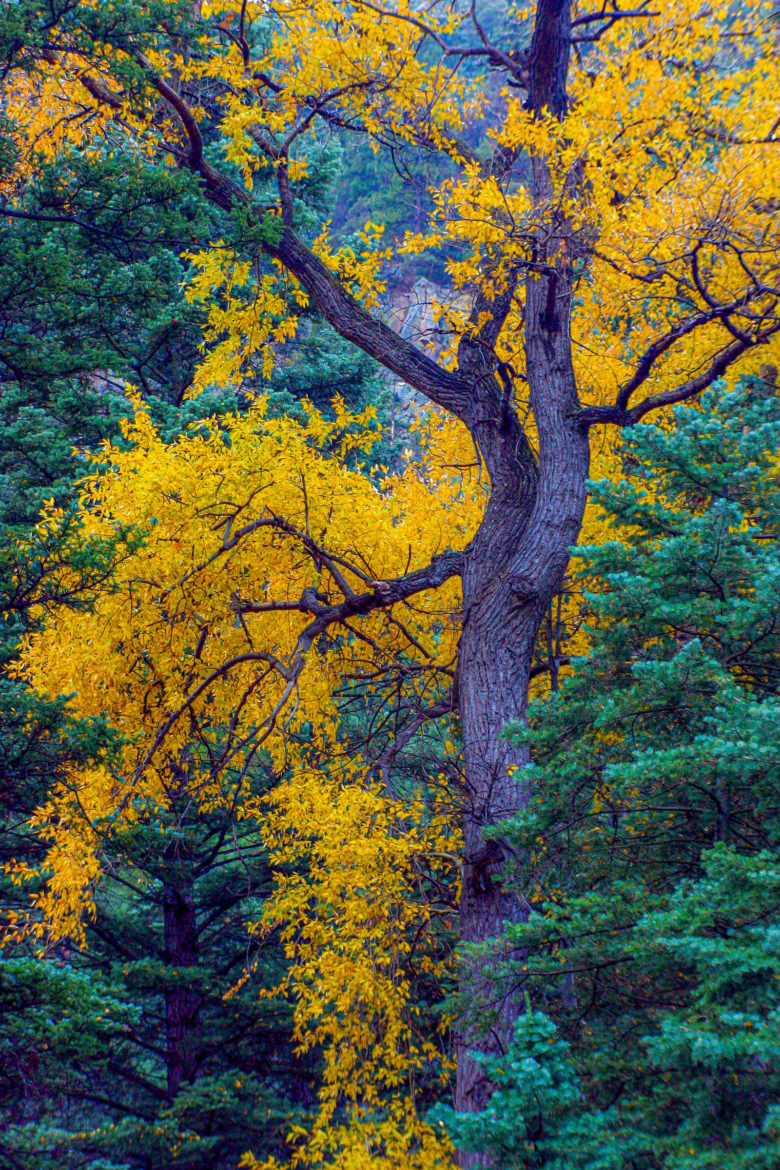 Fall Colors Sipapu