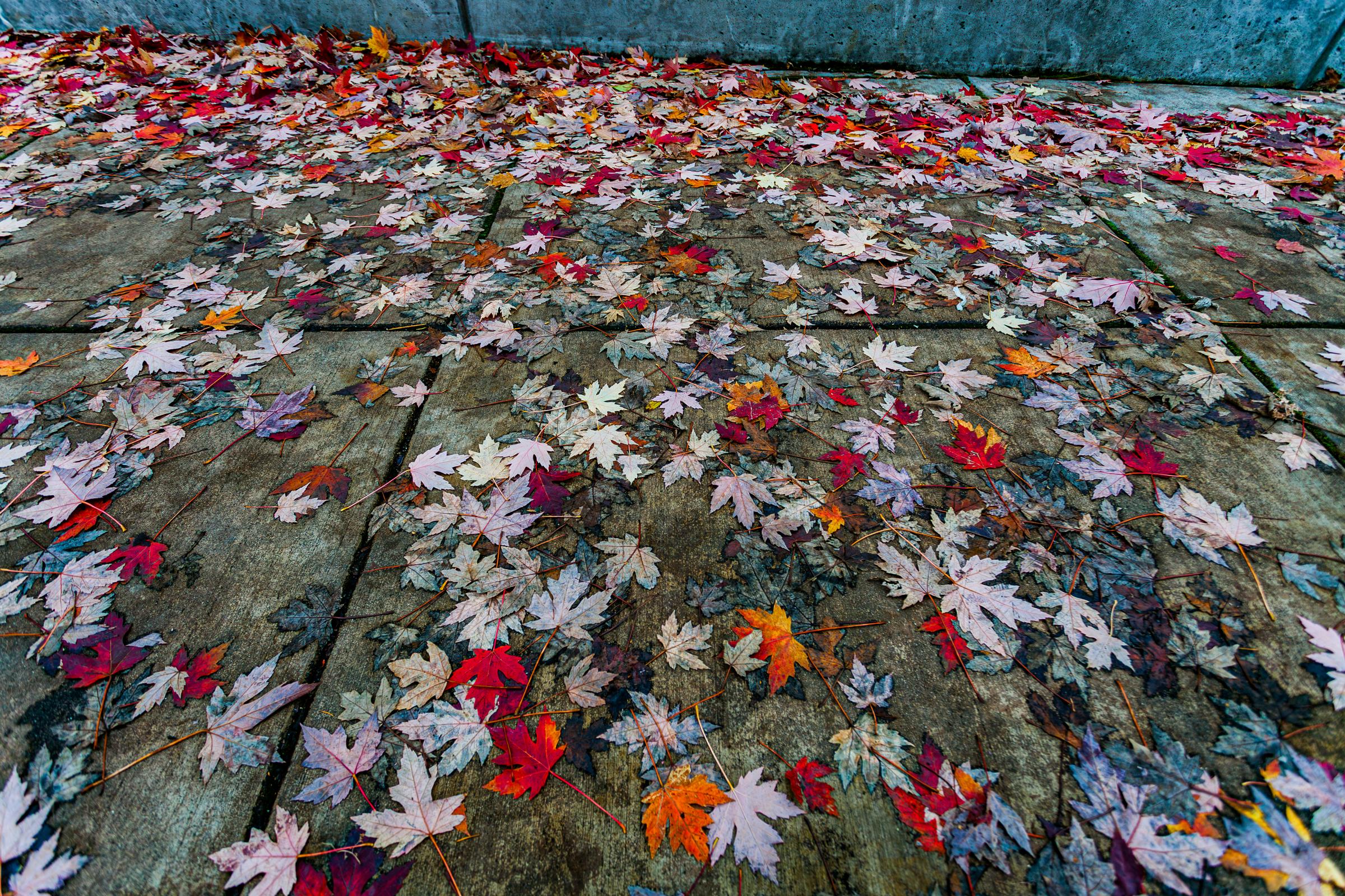 Fallen leaves on concrete Seattle Washington United States