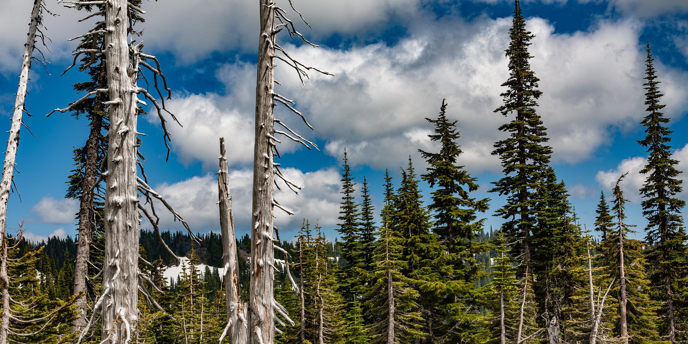 Dead Trees in Forest Mount Rainier Washington State United States