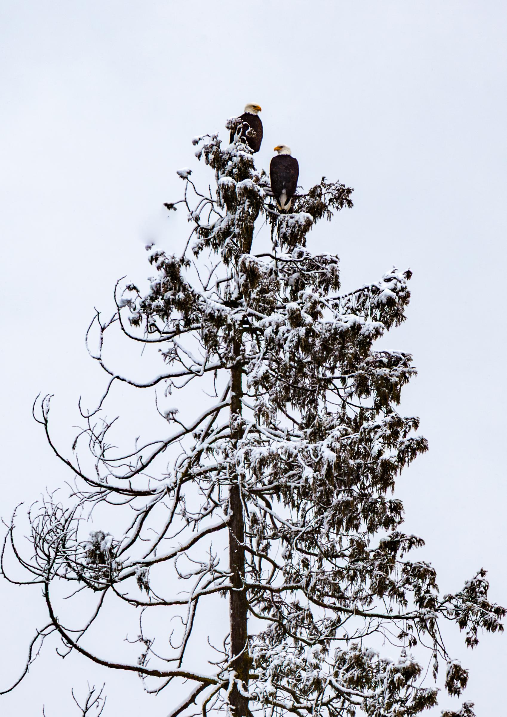 Bald eagles perched on snow-covered tree Edmonds Washington State United States